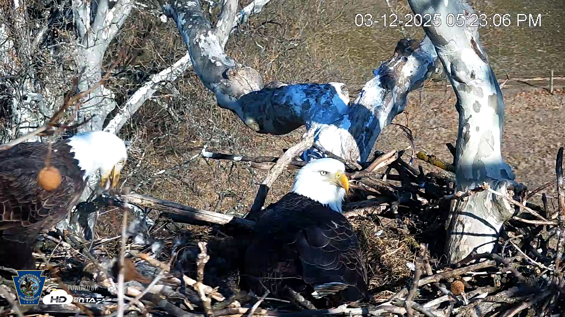 Snapshot of PA Farm Country Eagles Live Cams taken Mar 12, 2025, 5:23pm EDT