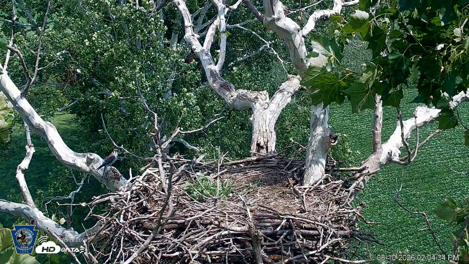 Snapshot of PA Farm Country Eagles Live Cams taken Aug 10, 2026, 2:05pm EDT