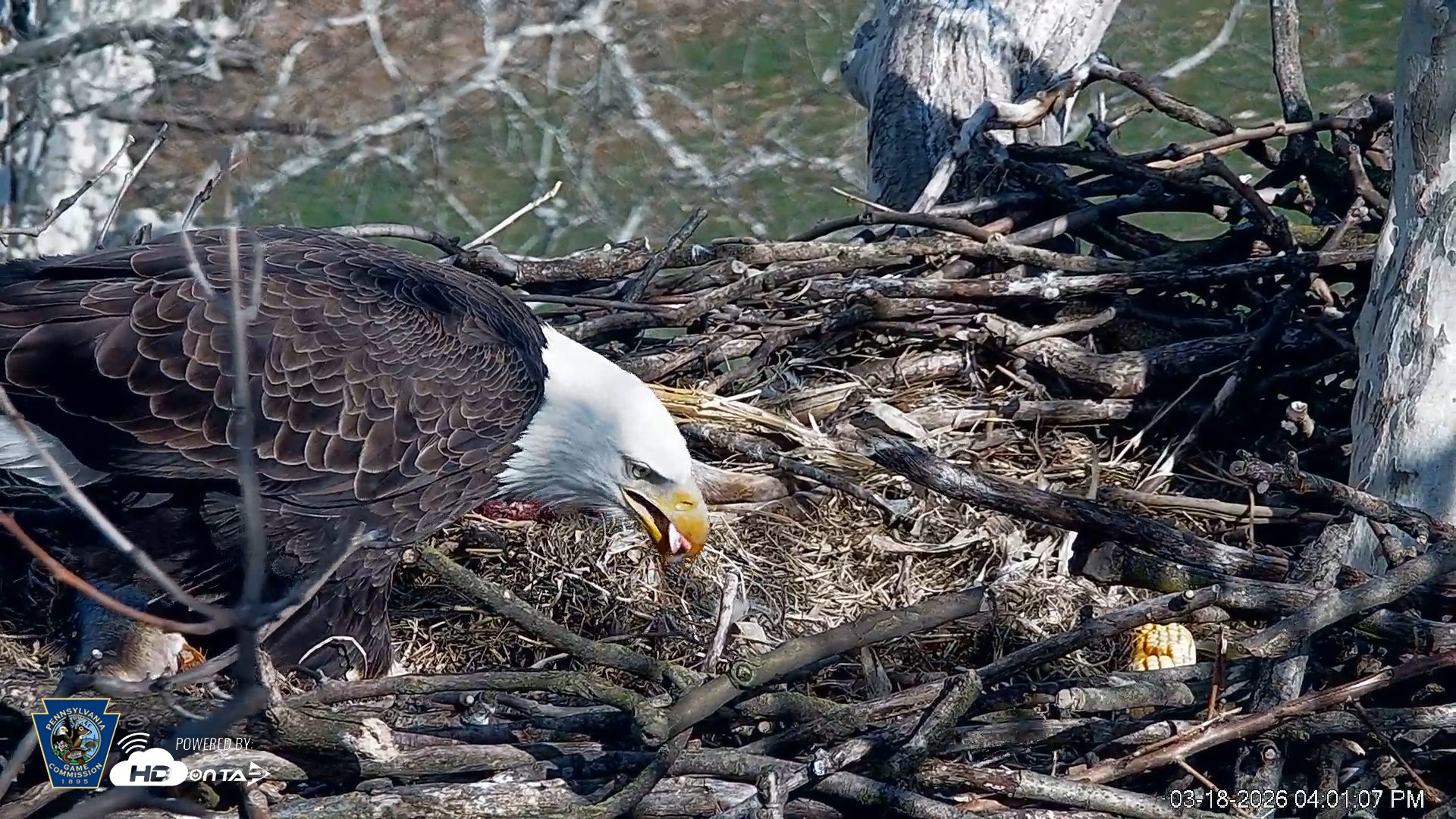 Snapshot of PA Farm Country Eagles Live Cams taken Mar 18, 2026, 4:01pm EDT