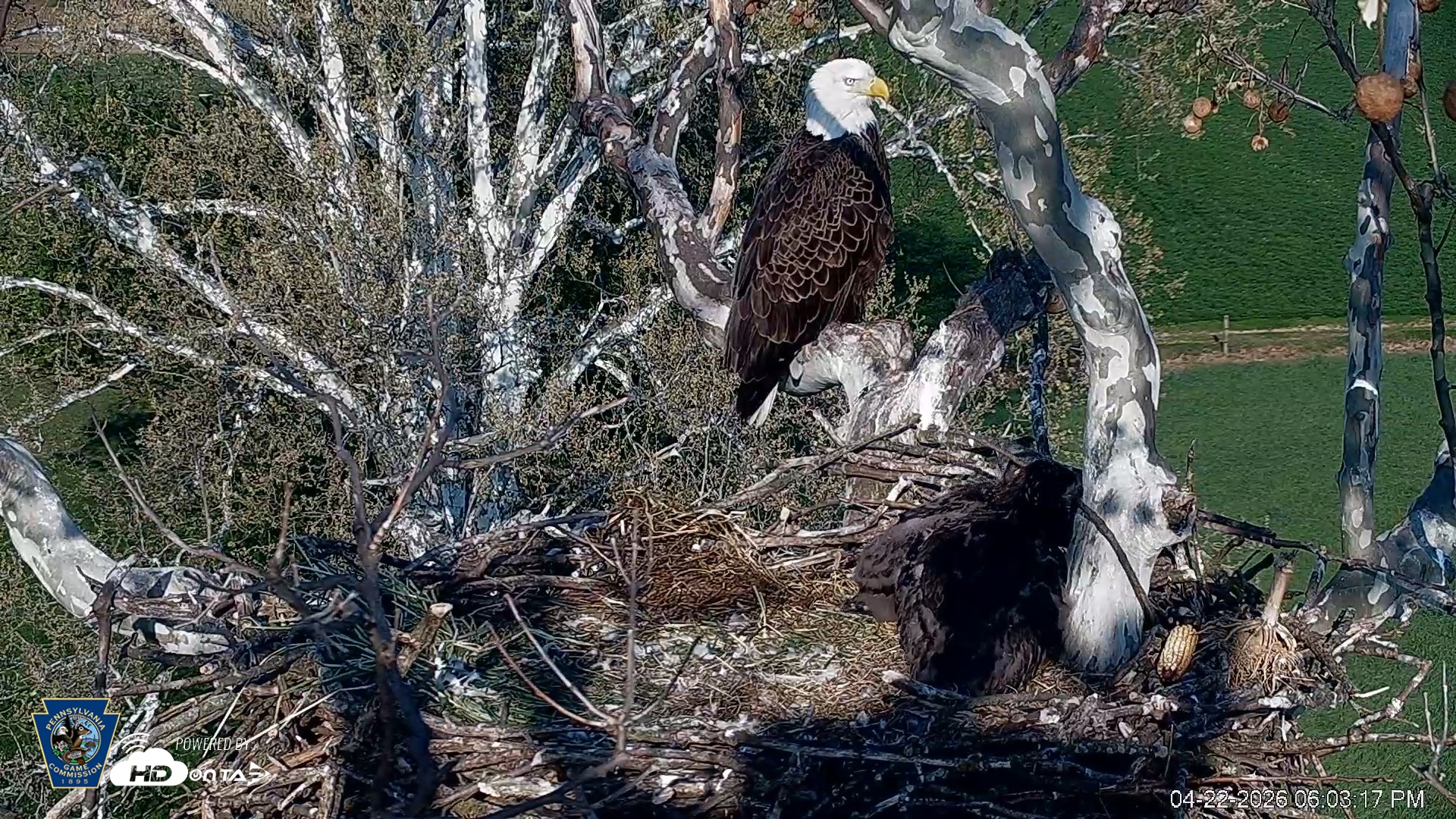 Snapshot of PA Farm Country Eagles Live Cams taken Apr 22, 2026, 6:04pm EDT