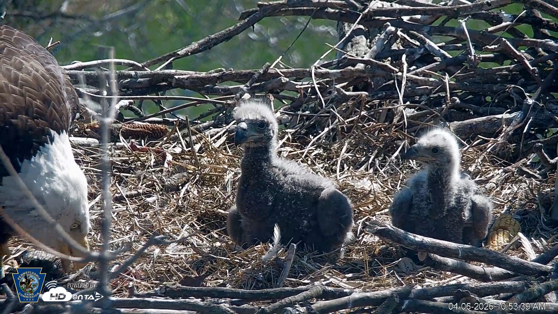 Snapshot of PA Farm Country Eagles Live Cams taken Apr 6, 2026, 10:54am EDT