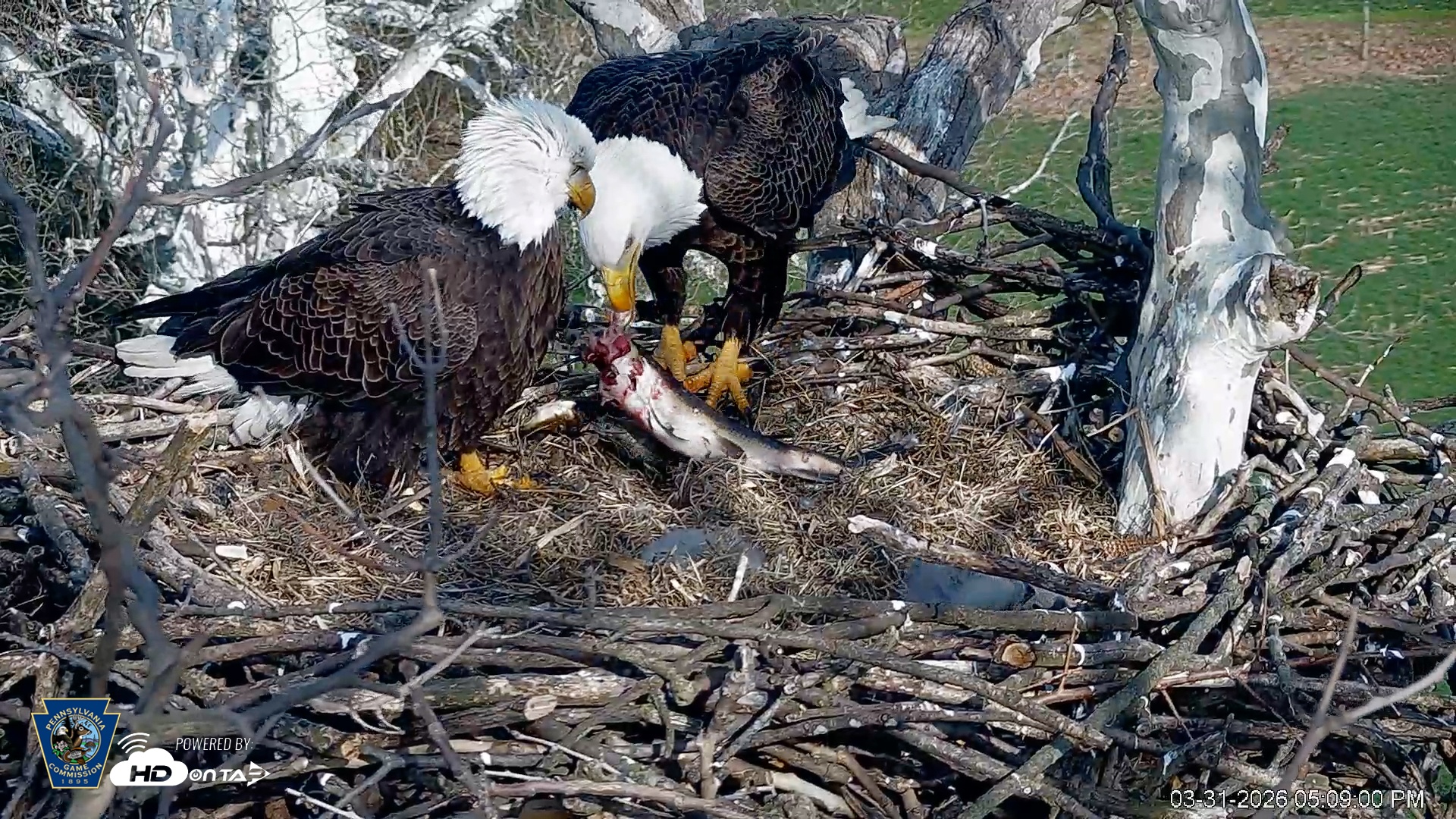 Snapshot of PA Farm Country Eagles Live Cams taken Mar 31, 2026, 5:13pm EDT