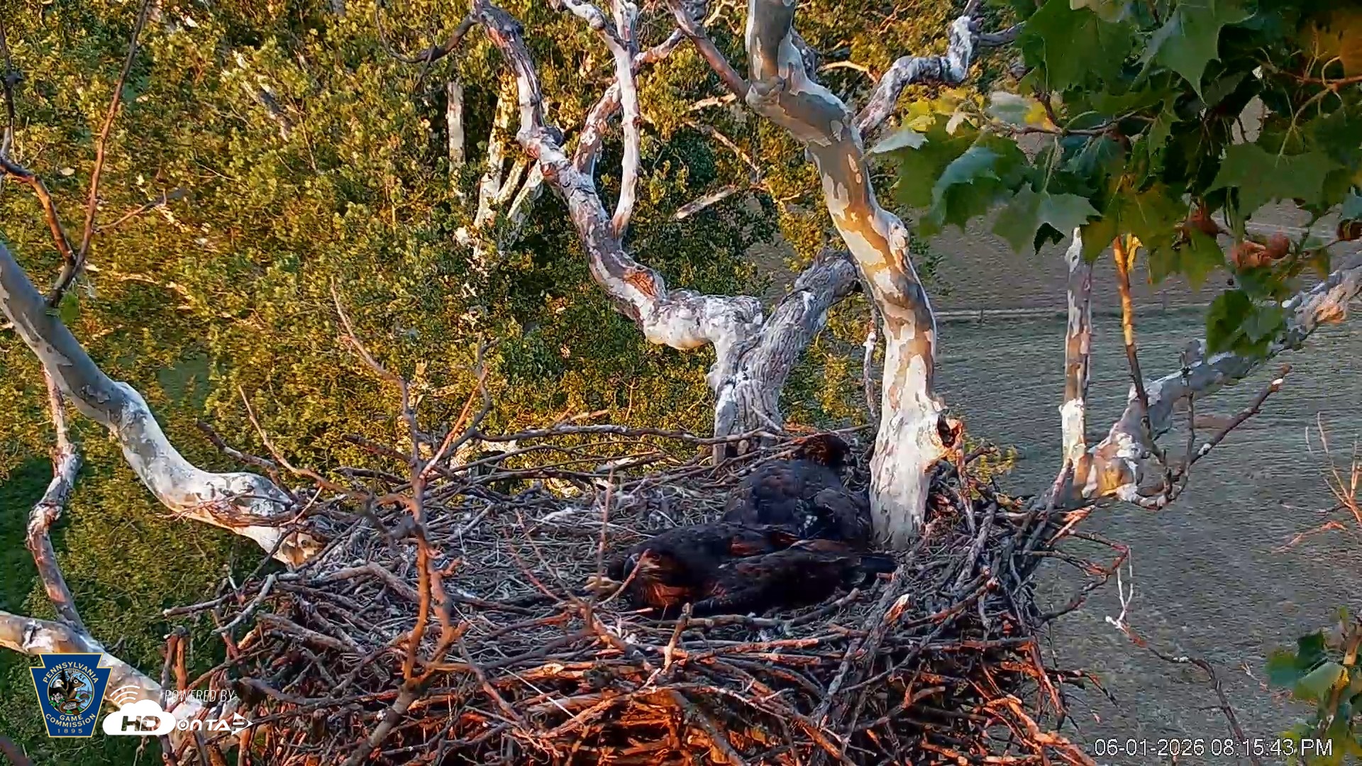 Snapshot of PA Farm Country Eagles Live Cams taken Jun 1, 2026, 8:16pm EDT