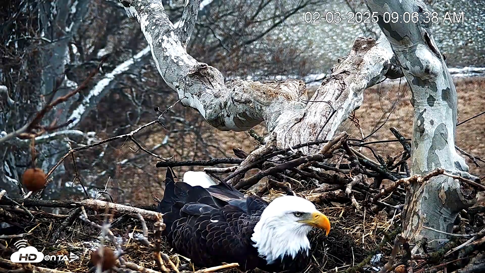 Snapshot of PA Farm Country Eagles Live Cams taken Feb 3, 2025, 9:07am EST