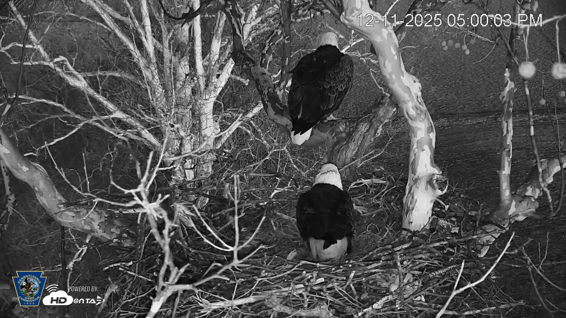 Snapshot of PA Farm Country Eagles Live Cams taken Dec 11, 2025, 5:00pm EST