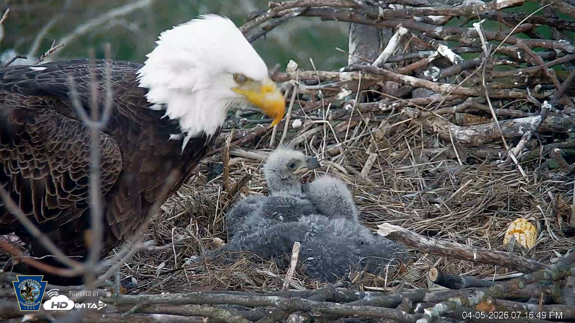 Snapshot of PA Farm Country Eagles Live Cams taken Apr 5, 2026, 7:17pm EDT