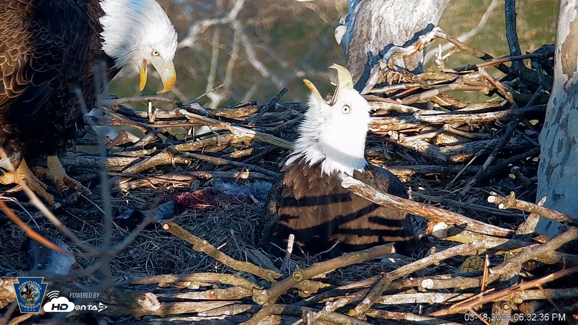 Snapshot of PA Farm Country Eagles Live Cams taken Mar 18, 2026, 6:33pm EDT