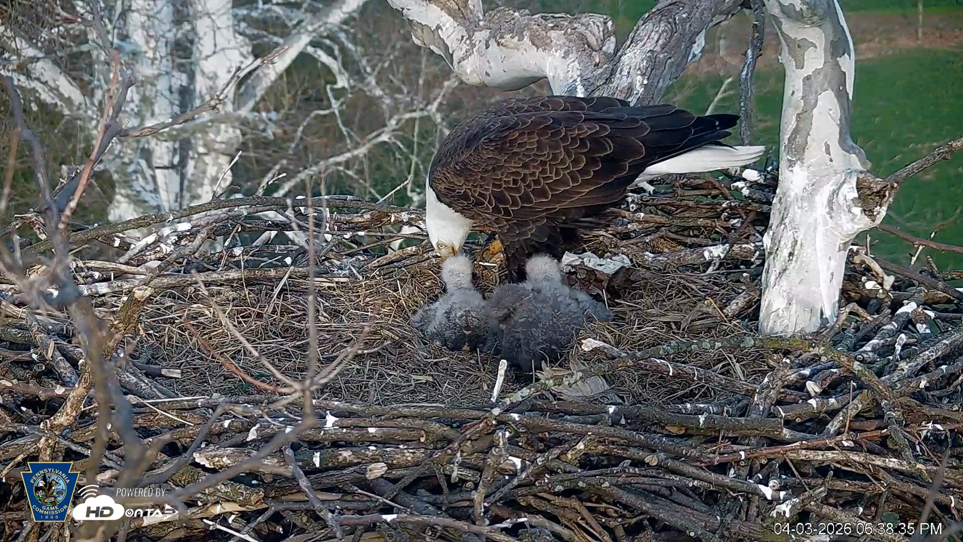 Snapshot of PA Farm Country Eagles Live Cams taken Apr 3, 2026, 6:39pm EDT
