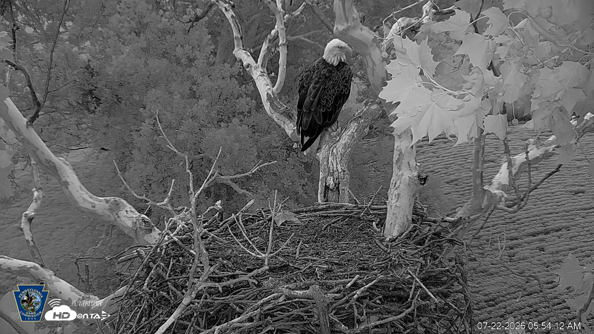Snapshot of PA Farm Country Eagles Live Cams taken Jul 22, 2026, 5:54am EDT