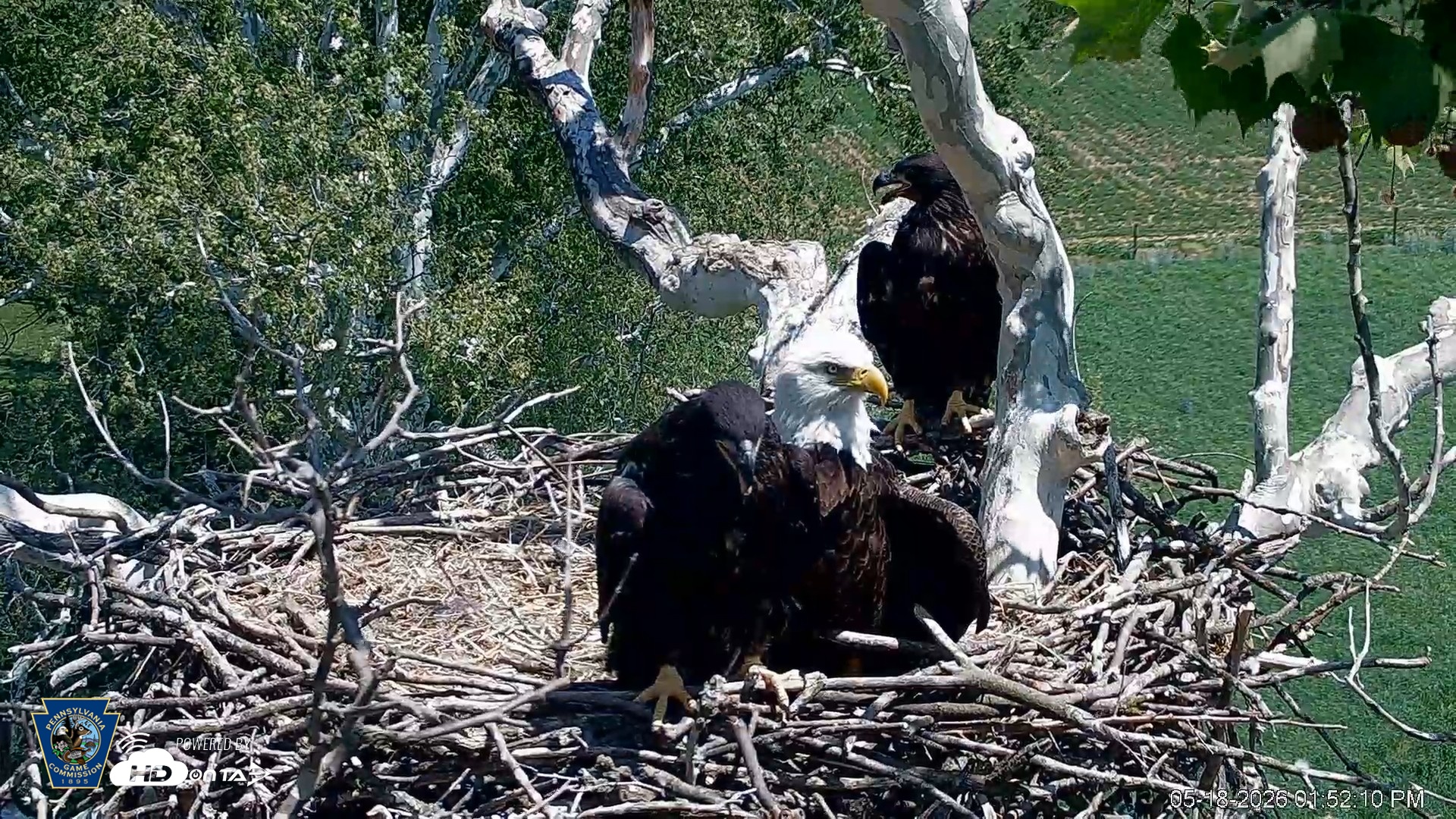 Snapshot of PA Farm Country Eagles Live Cams taken May 18, 2026, 1:53pm EDT