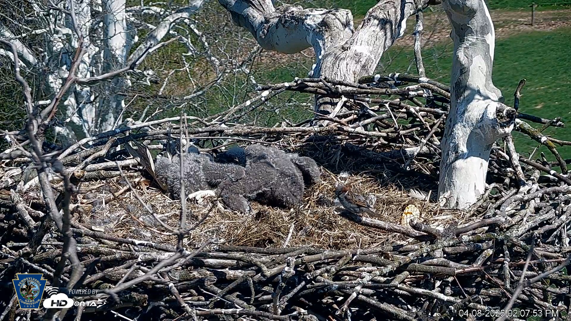 Snapshot of PA Farm Country Eagles Live Cams taken Apr 8, 2026, 2:08pm EDT