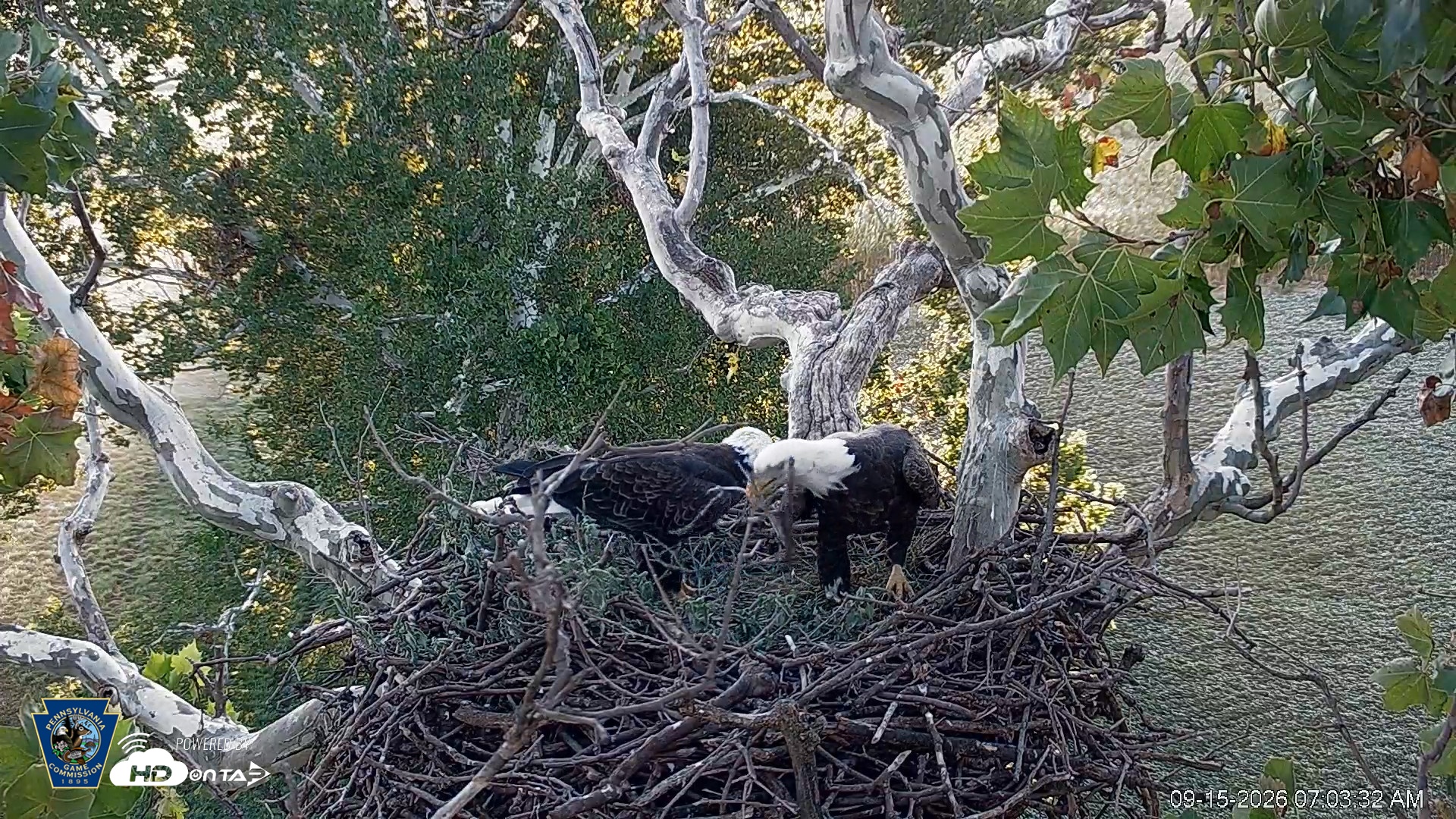 Snapshot of PA Farm Country Eagles Live Cams taken Sep 15, 2026, 7:04am EDT