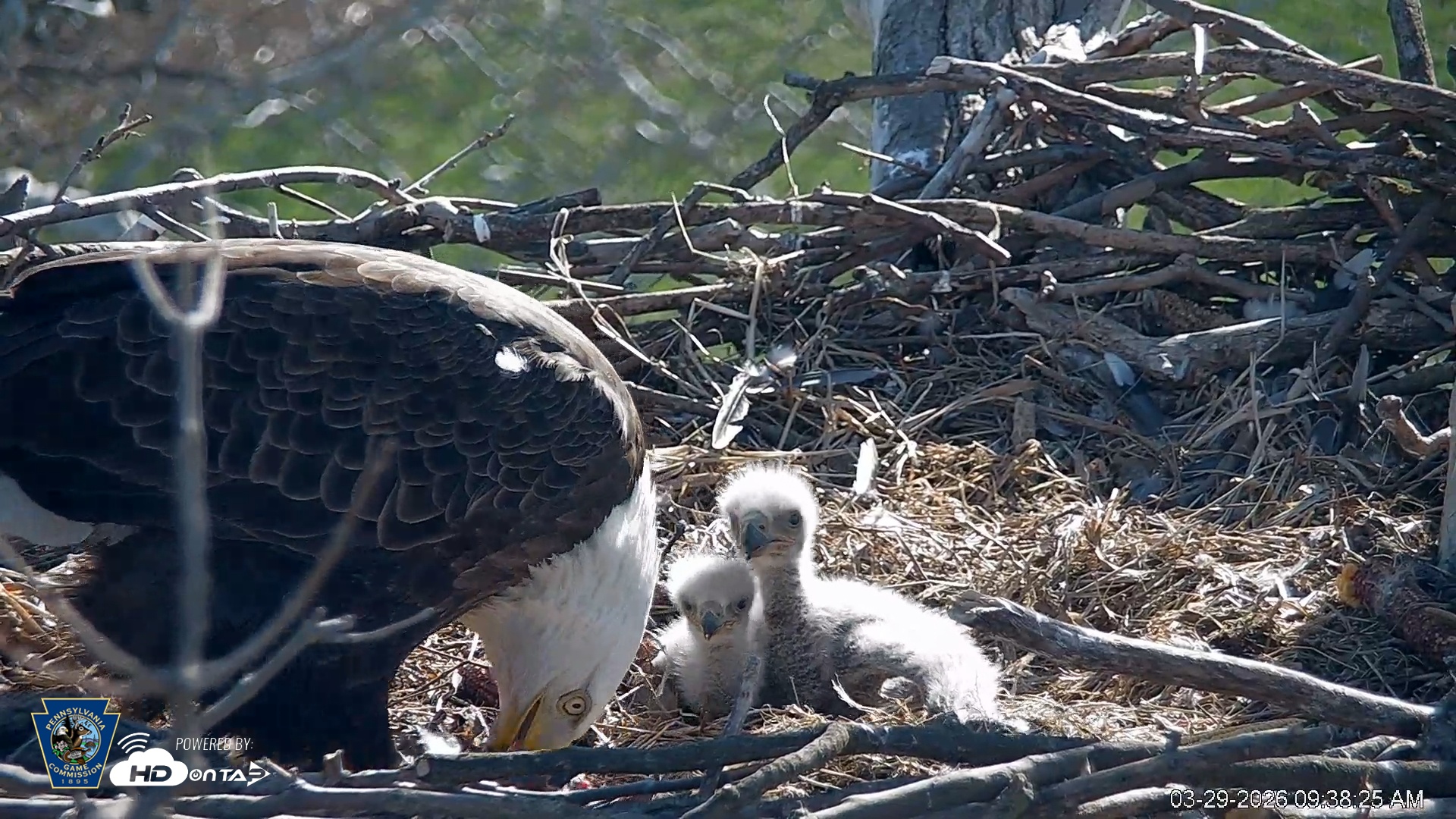 Snapshot of PA Farm Country Eagles Live Cams taken Mar 29, 2026, 9:39am EDT