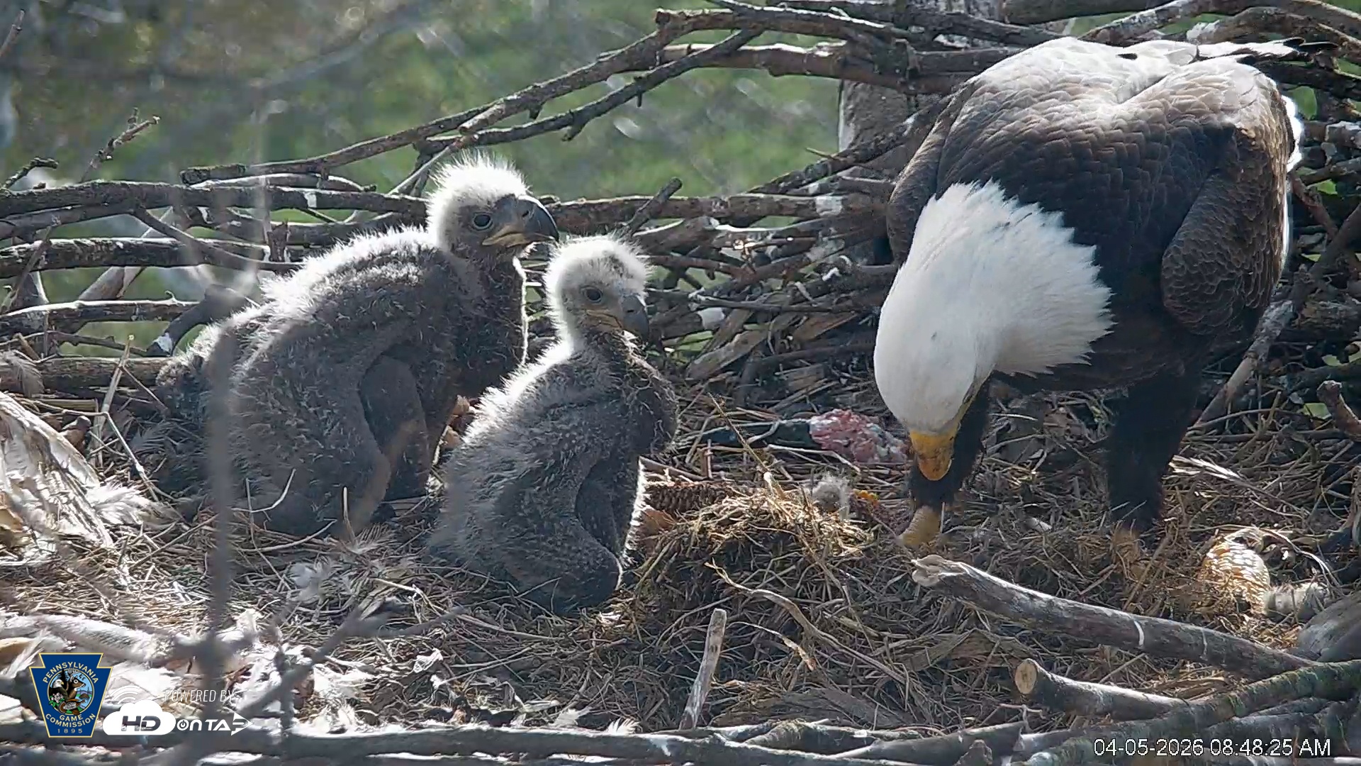 Snapshot of PA Farm Country Eagles Live Cams taken Apr 5, 2026, 8:49am EDT