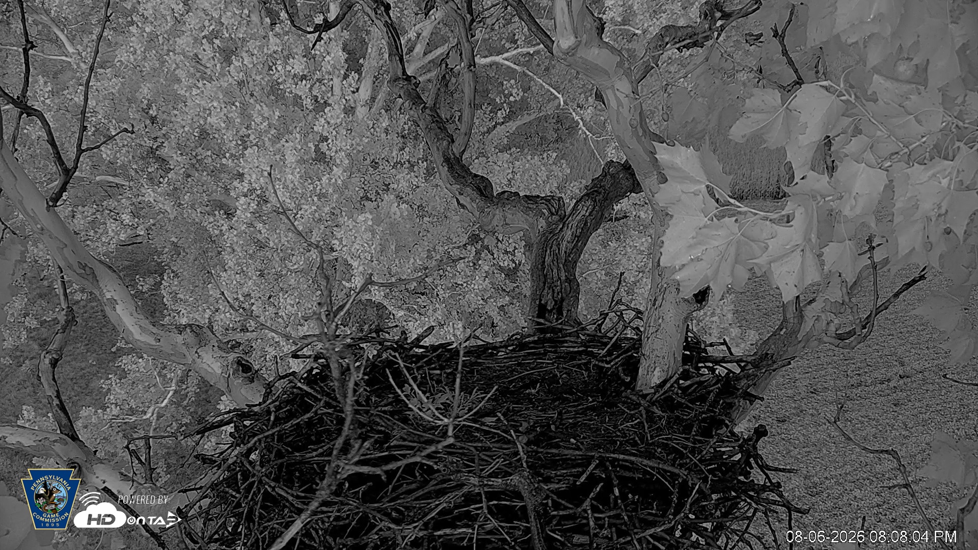Snapshot of PA Farm Country Eagles Live Cams taken Aug 6, 2026, 8:09pm EDT