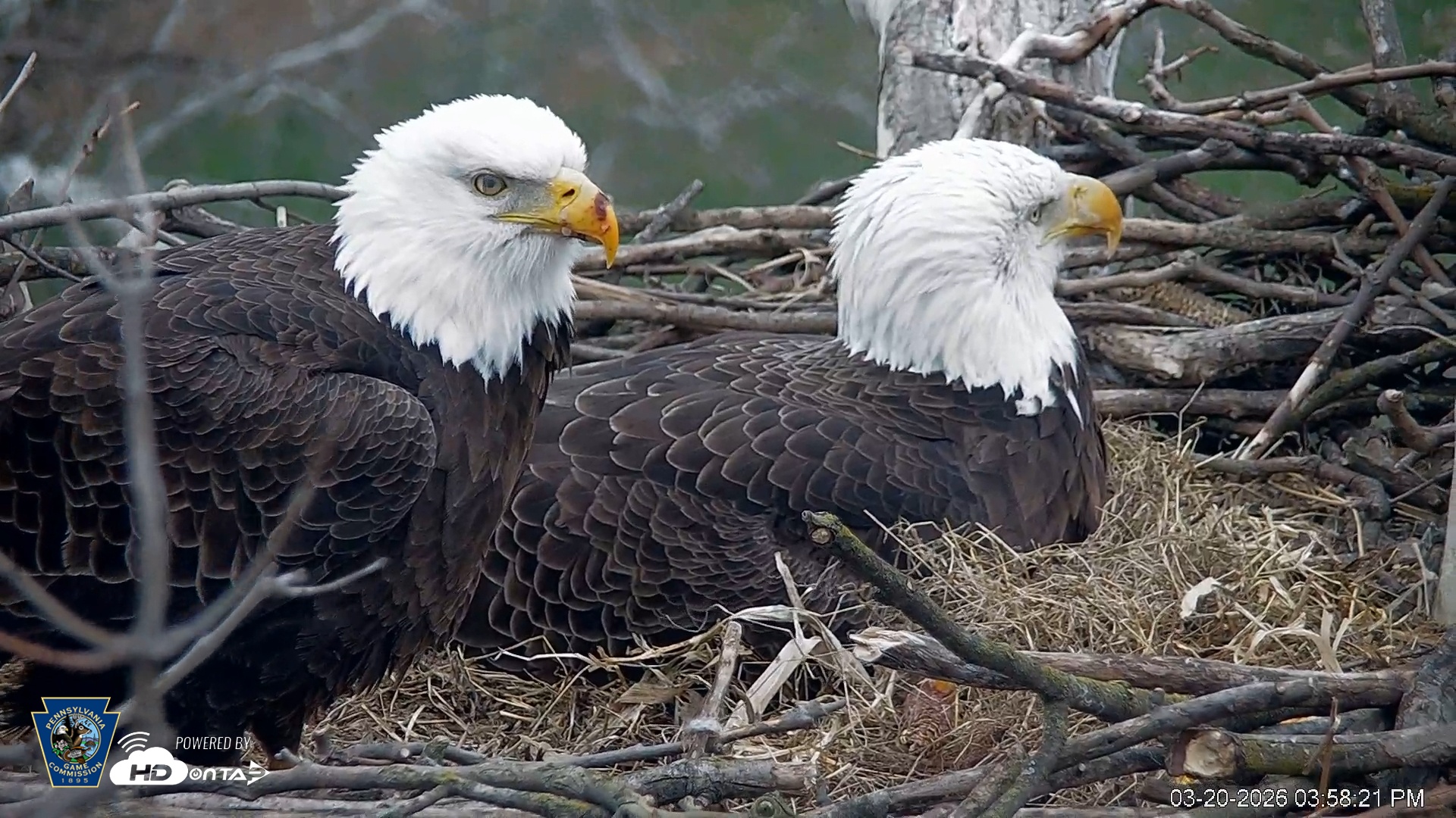 Snapshot of PA Farm Country Eagles Live Cams taken Mar 20, 2026, 3:59pm EDT