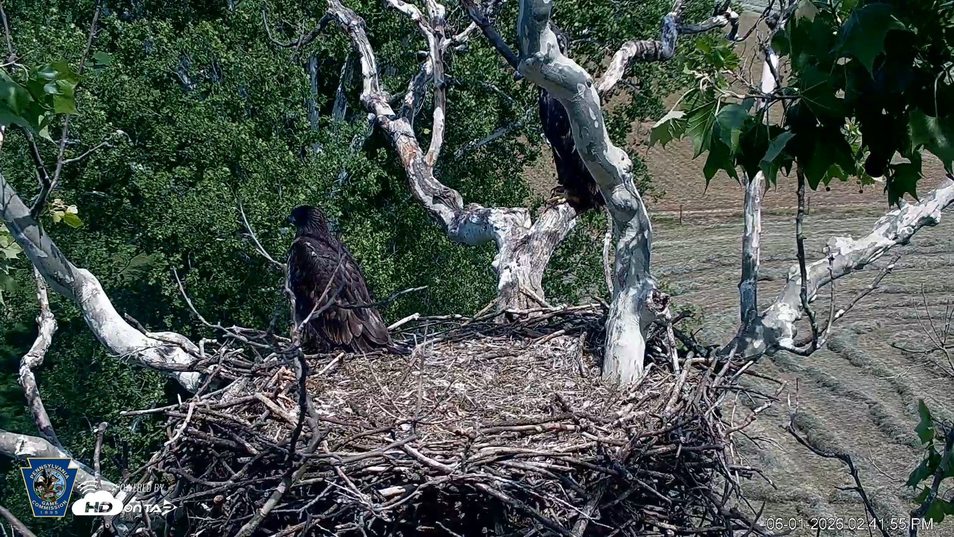 Snapshot of PA Farm Country Eagles Live Cams taken Jun 1, 2026, 2:43pm EDT