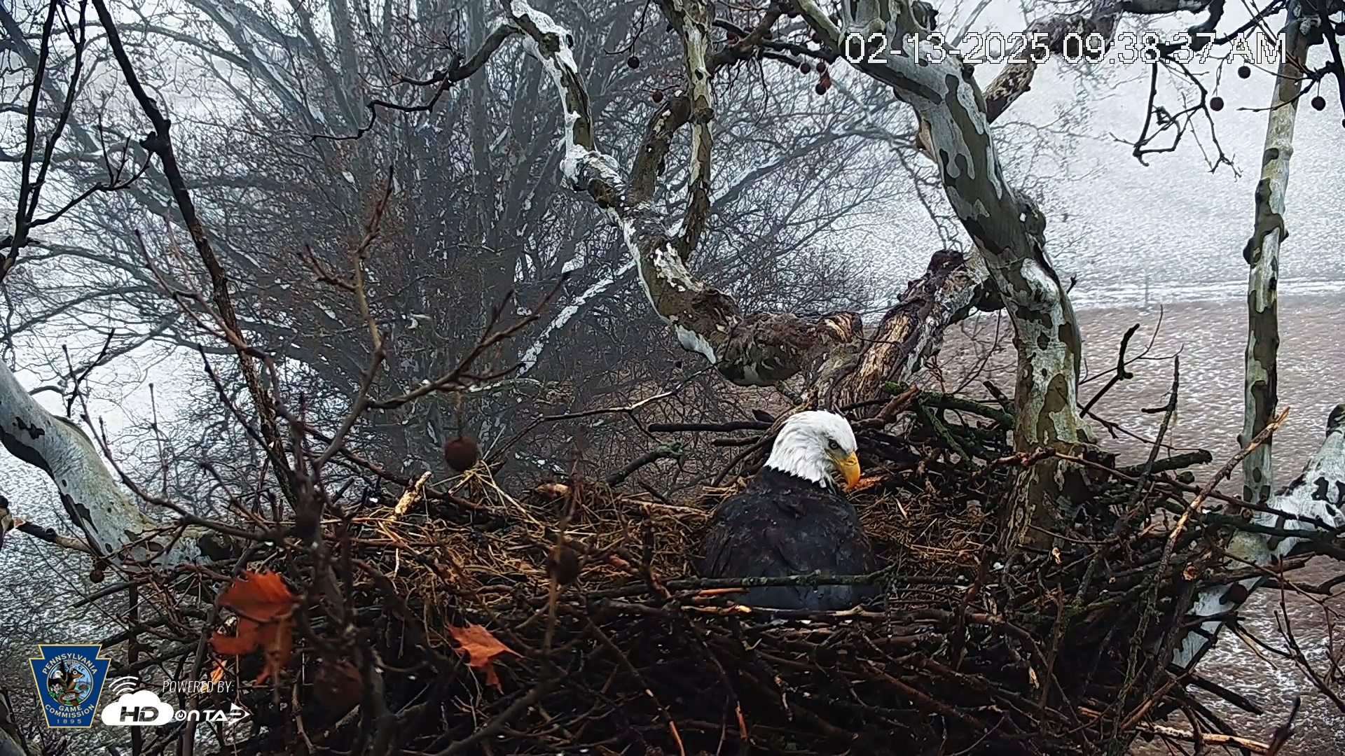 Snapshot of PA Farm Country Eagles Live Cams taken Feb 13, 2025, 9:39am EST