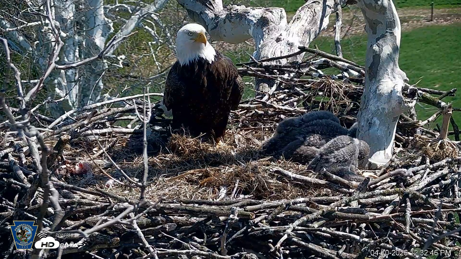 Snapshot of PA Farm Country Eagles Live Cams taken Apr 10, 2026, 12:34pm EDT