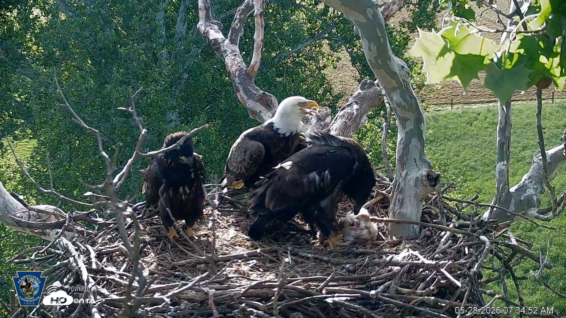Snapshot of PA Farm Country Eagles Live Cams taken May 28, 2026, 7:35am EDT