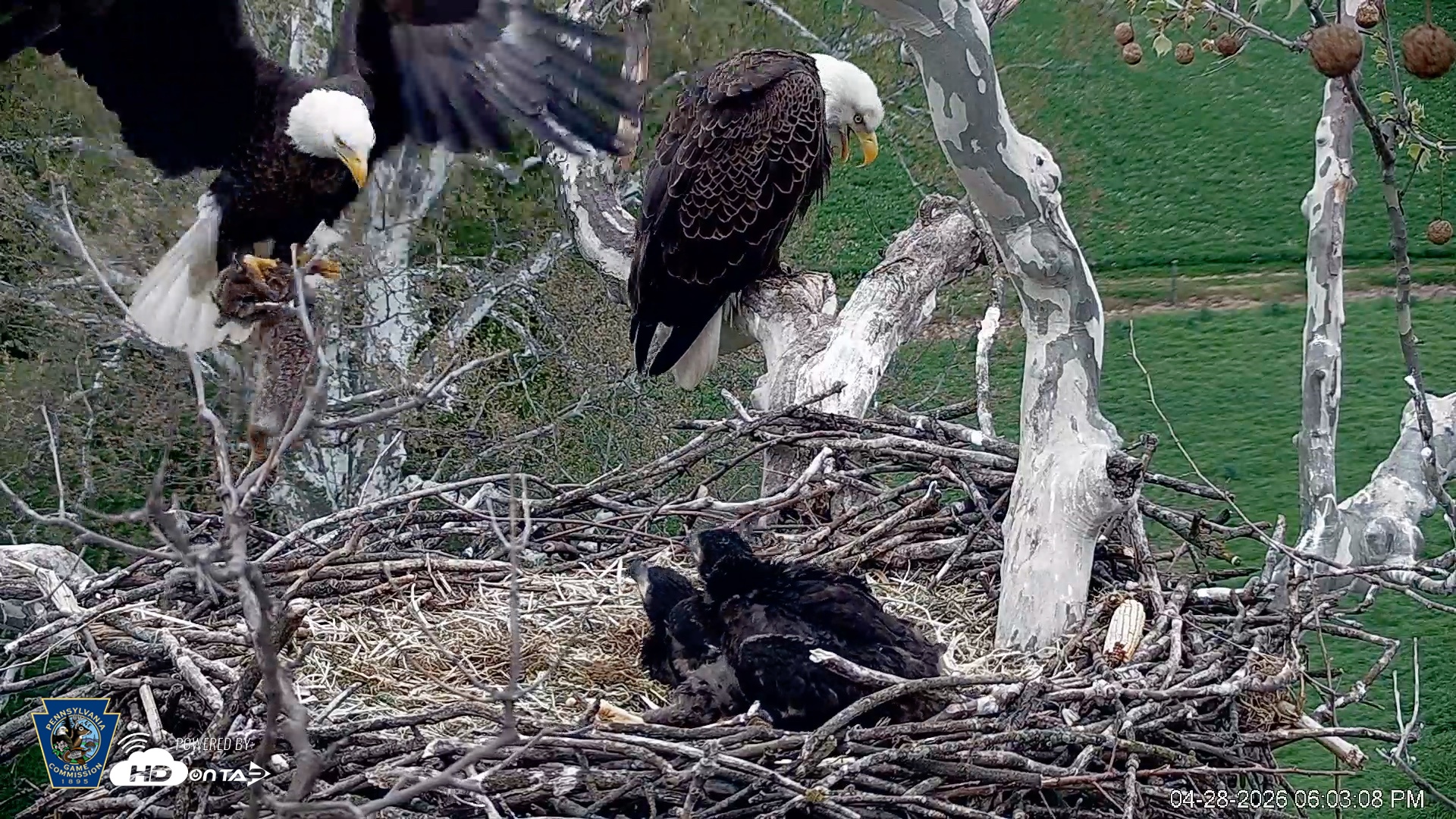 Snapshot of PA Farm Country Eagles Live Cams taken Apr 28, 2026, 6:04pm EDT