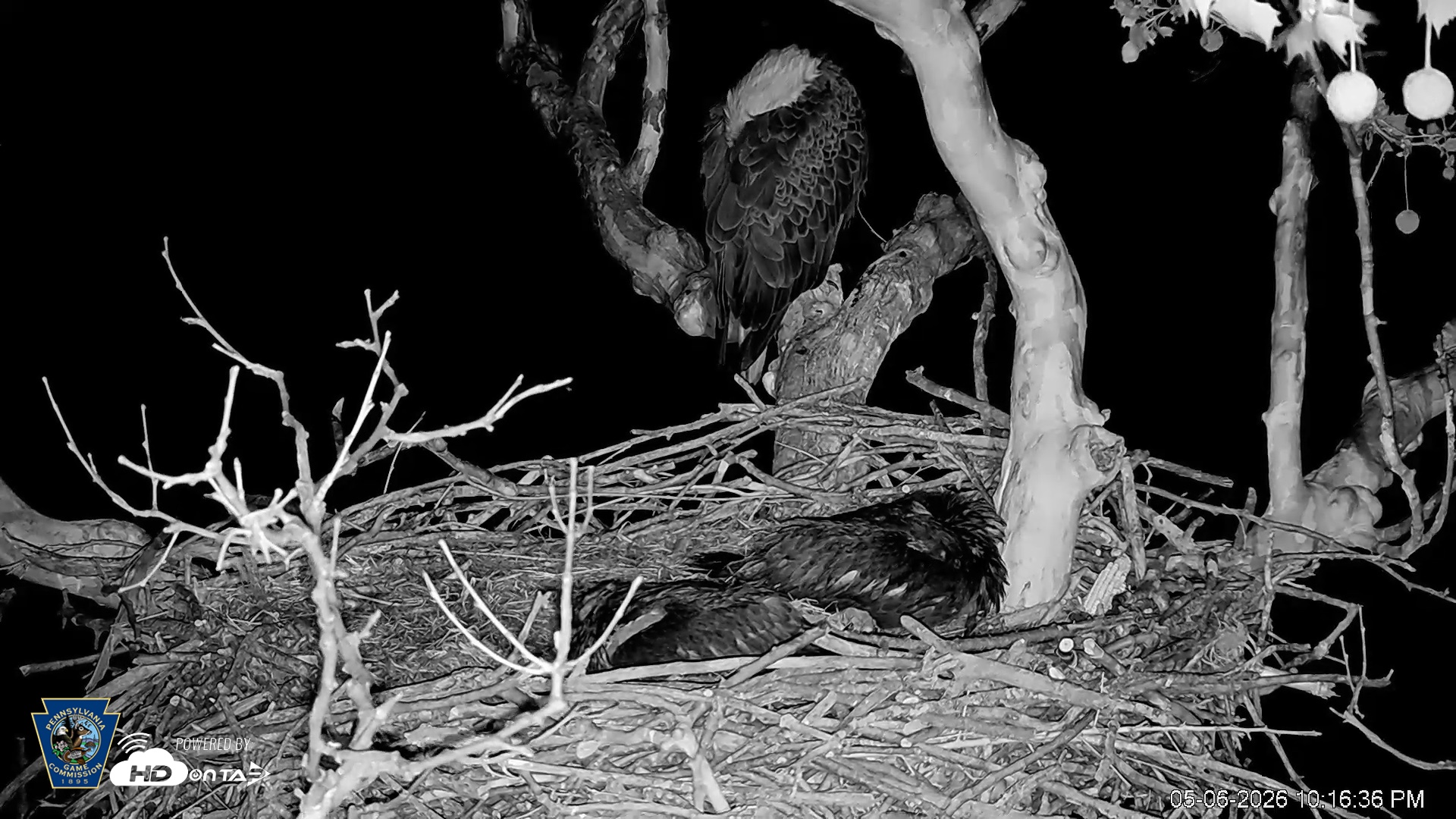 Snapshot of PA Farm Country Eagles Live Cams taken May 6, 2026, 10:19pm EDT