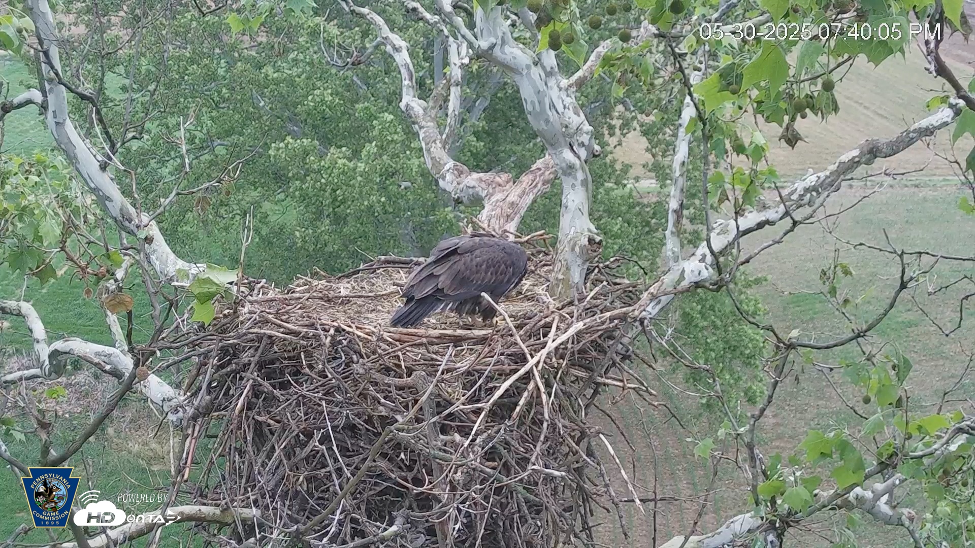 Snapshot of PA Farm Country Eagles Live Cams taken May 30, 2025, 7:42pm EDT