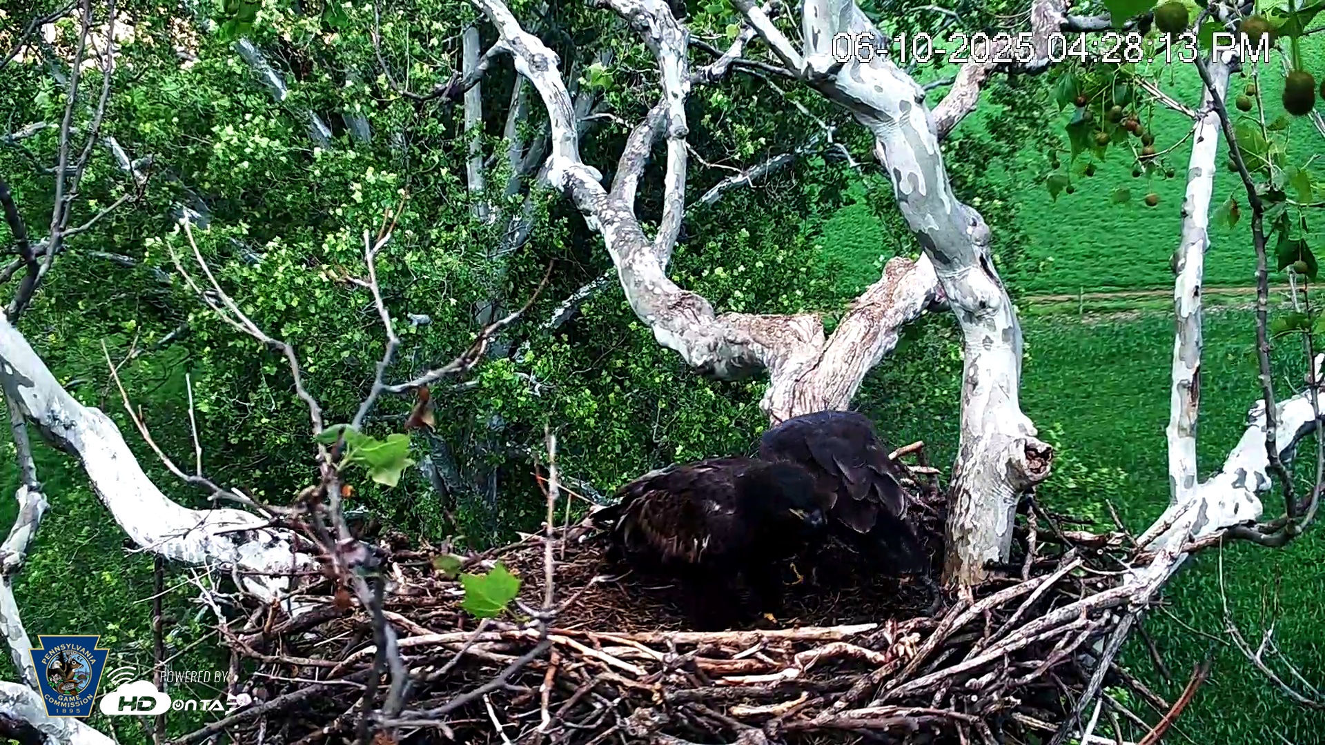 Snapshot of PA Farm Country Eagles Live Cams taken Jun 10, 2025, 4:29pm EDT