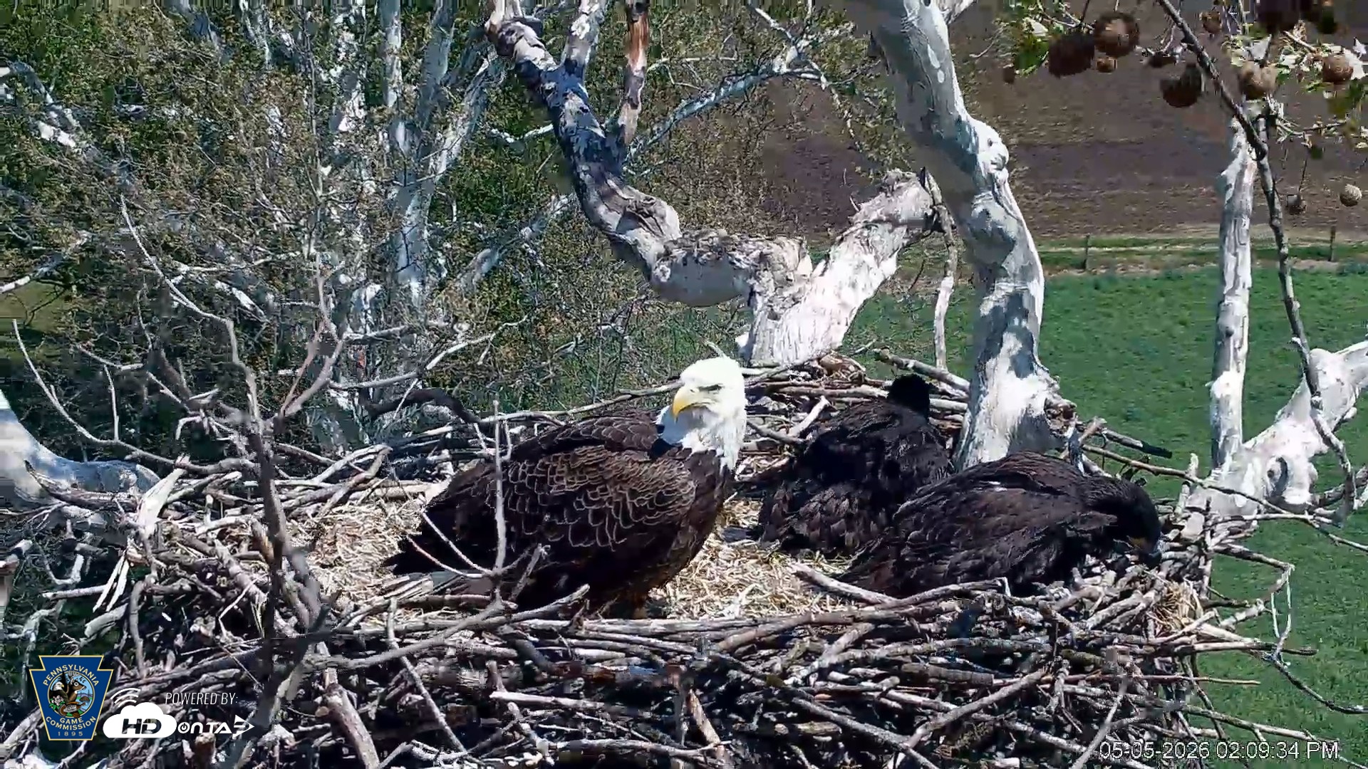 Snapshot of PA Farm Country Eagles Live Cams taken May 5, 2026, 2:10pm EDT