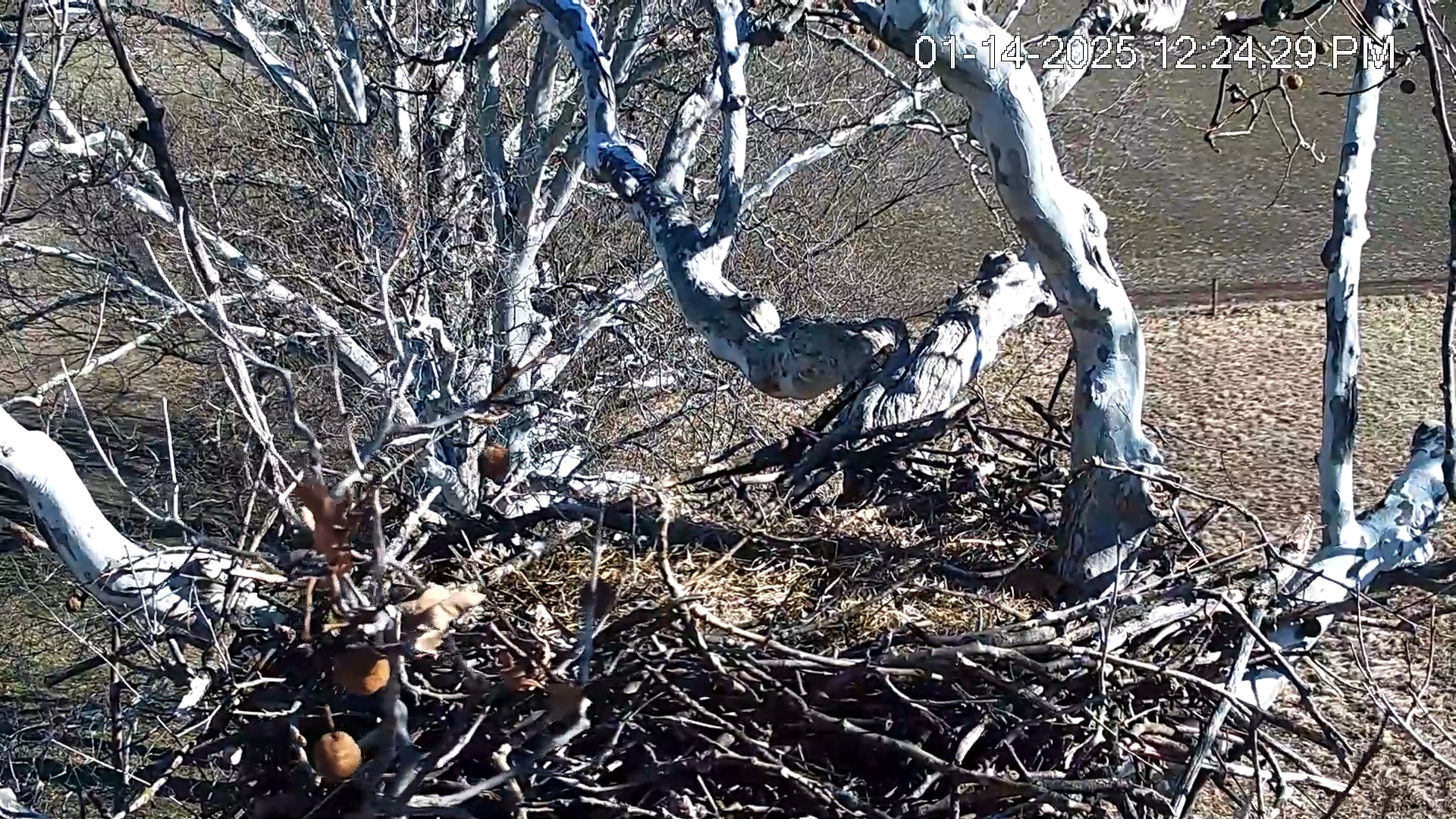 Snapshot of PA Farm Country Eagles Live Cams taken Jan 14, 2025, 12:25pm EST