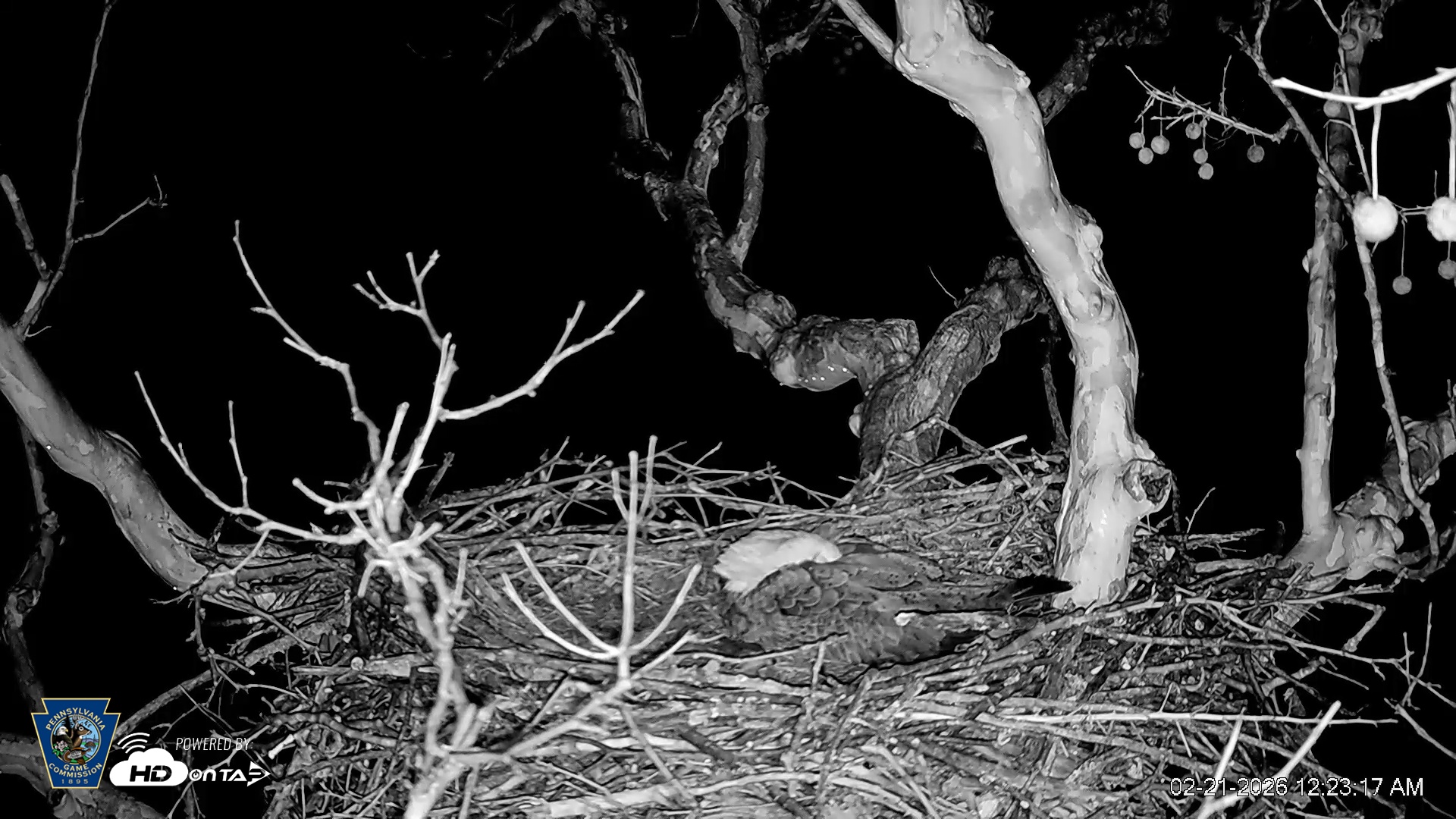 Snapshot of PA Farm Country Eagles Live Cams taken Feb 21, 2026, 12:24am EST