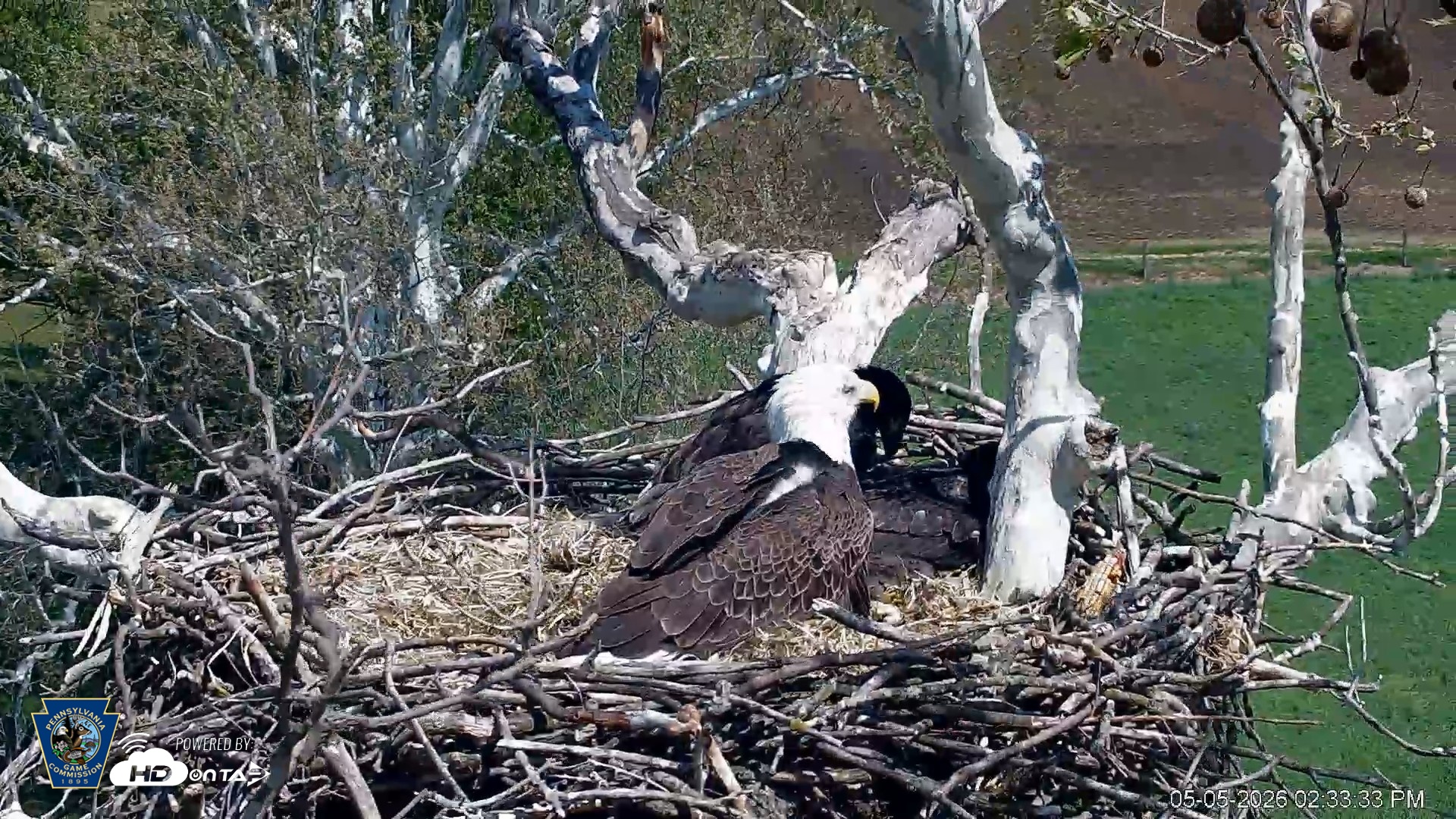 Snapshot of PA Farm Country Eagles Live Cams taken May 5, 2026, 2:34pm EDT