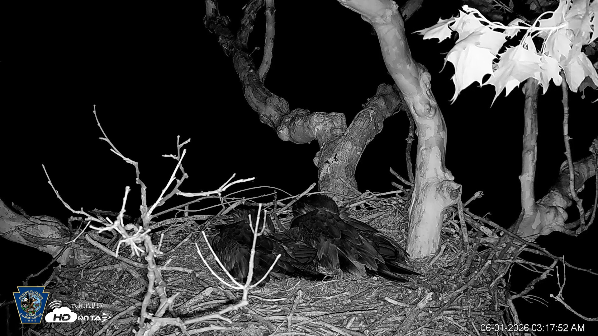 Snapshot of PA Farm Country Eagles Live Cams taken Jun 1, 2026, 3:18am EDT