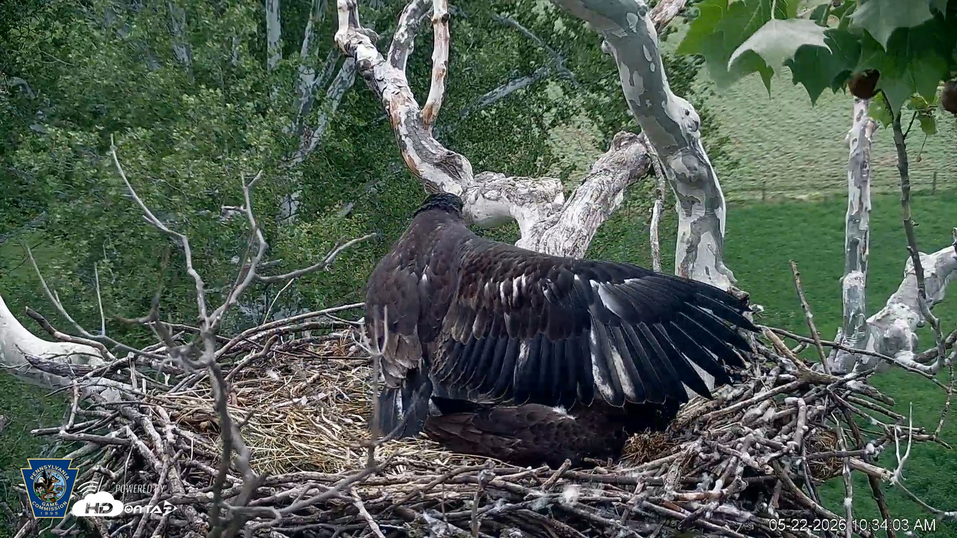 Snapshot of PA Farm Country Eagles Live Cams taken May 22, 2026, 10:34am EDT