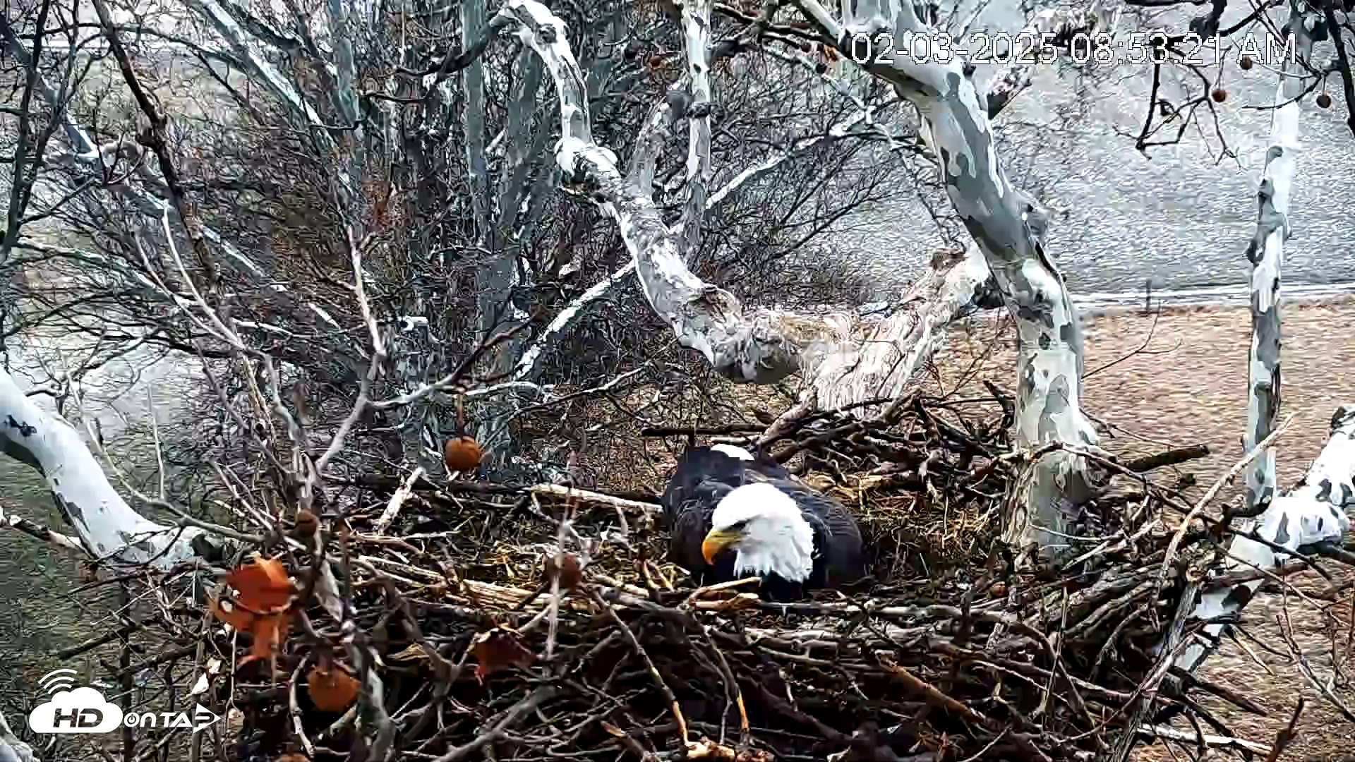 Snapshot of PA Farm Country Eagles Live Cams taken Feb 3, 2025, 8:54am EST