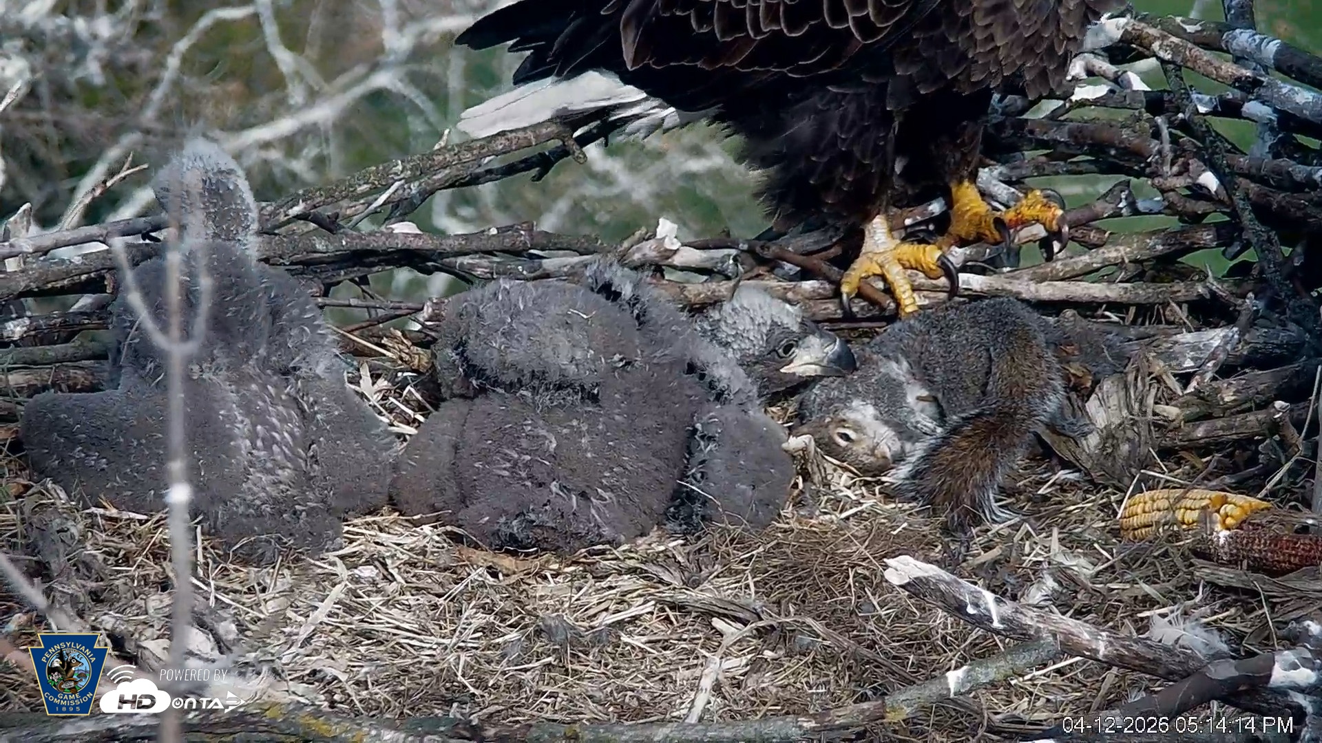 Snapshot of PA Farm Country Eagles Live Cams taken Apr 12, 2026, 5:15pm EDT