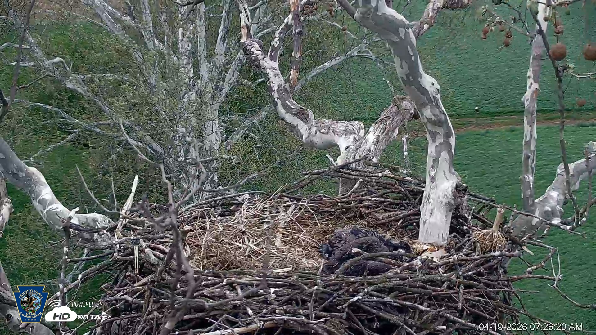 Snapshot of PA Farm Country Eagles Live Cams taken Apr 19, 2026, 7:27am EDT
