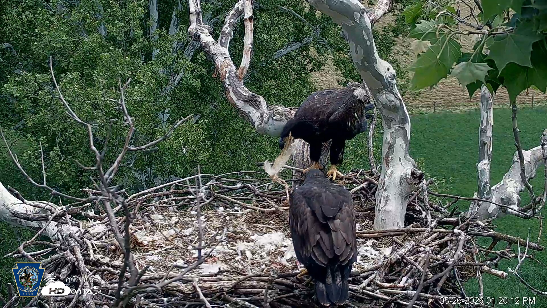 Snapshot of PA Farm Country Eagles Live Cams taken May 26, 2026, 1:21pm EDT