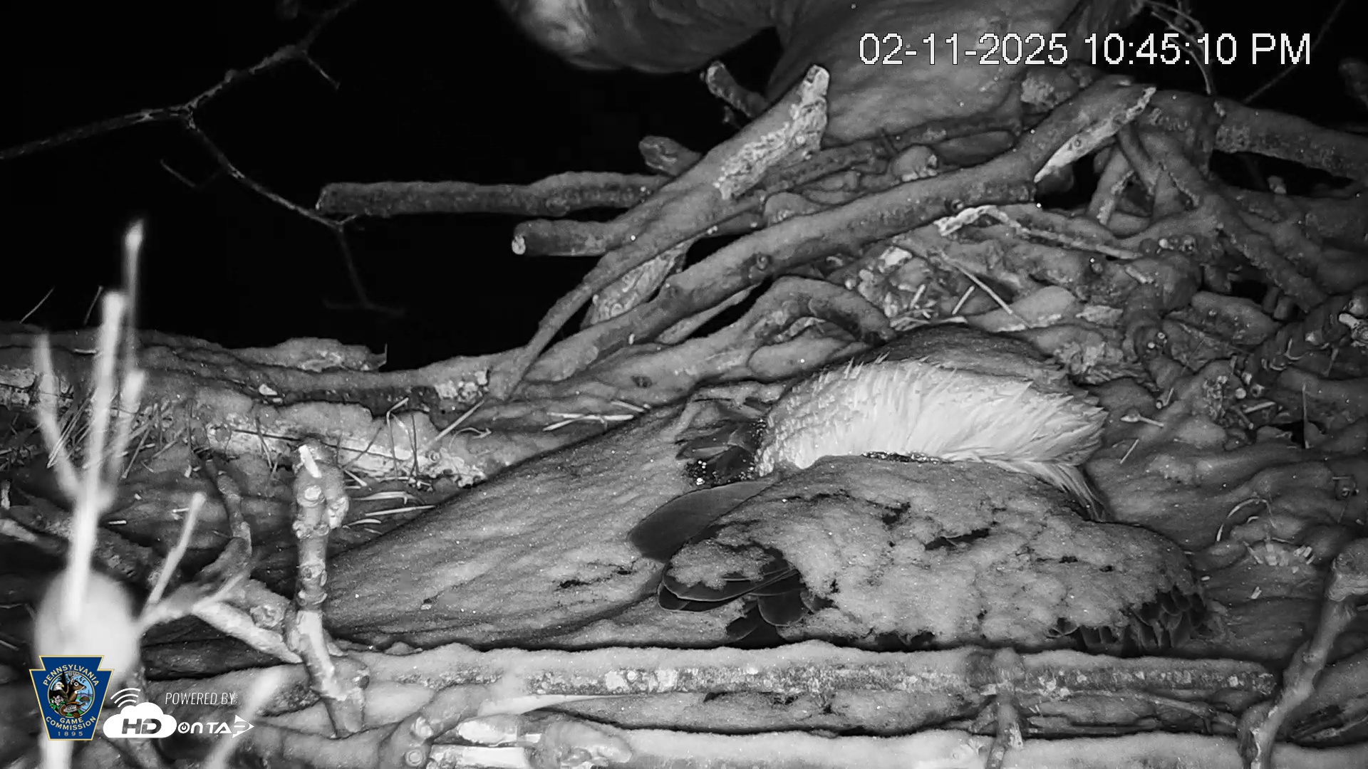 Snapshot of PA Farm Country Eagles Live Cams taken Feb 11, 2025, 10:45pm EST
