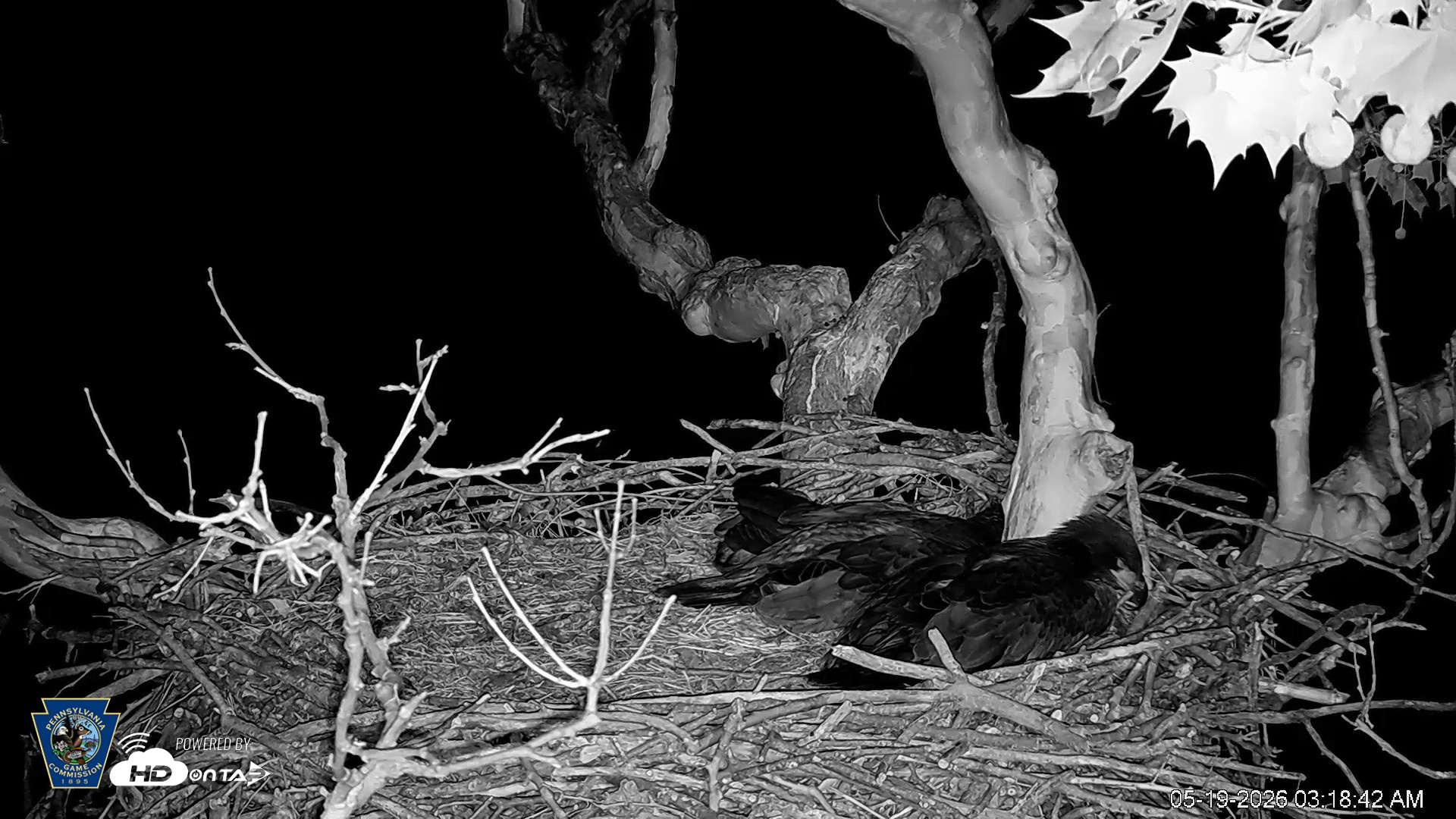 Snapshot of PA Farm Country Eagles Live Cams taken May 19, 2026, 3:19am EDT