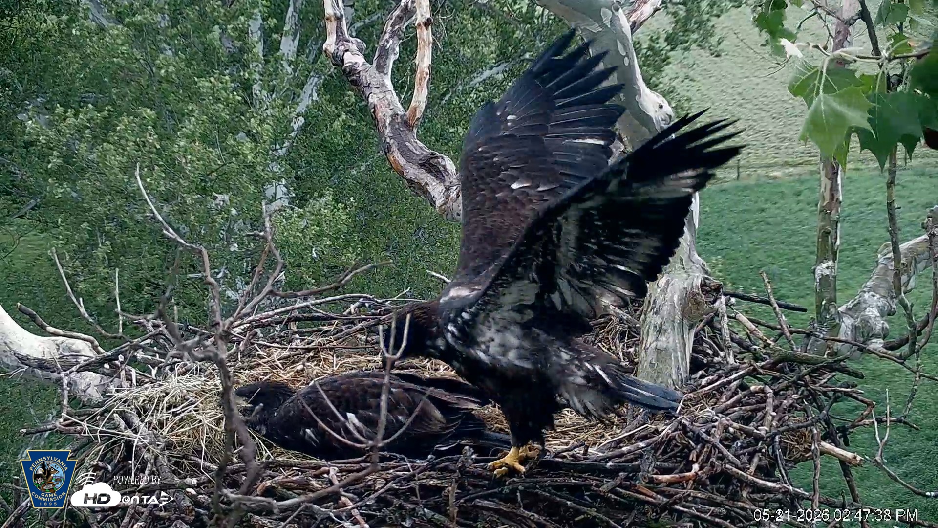 Snapshot of PA Farm Country Eagles Live Cams taken May 21, 2026, 2:48pm EDT
