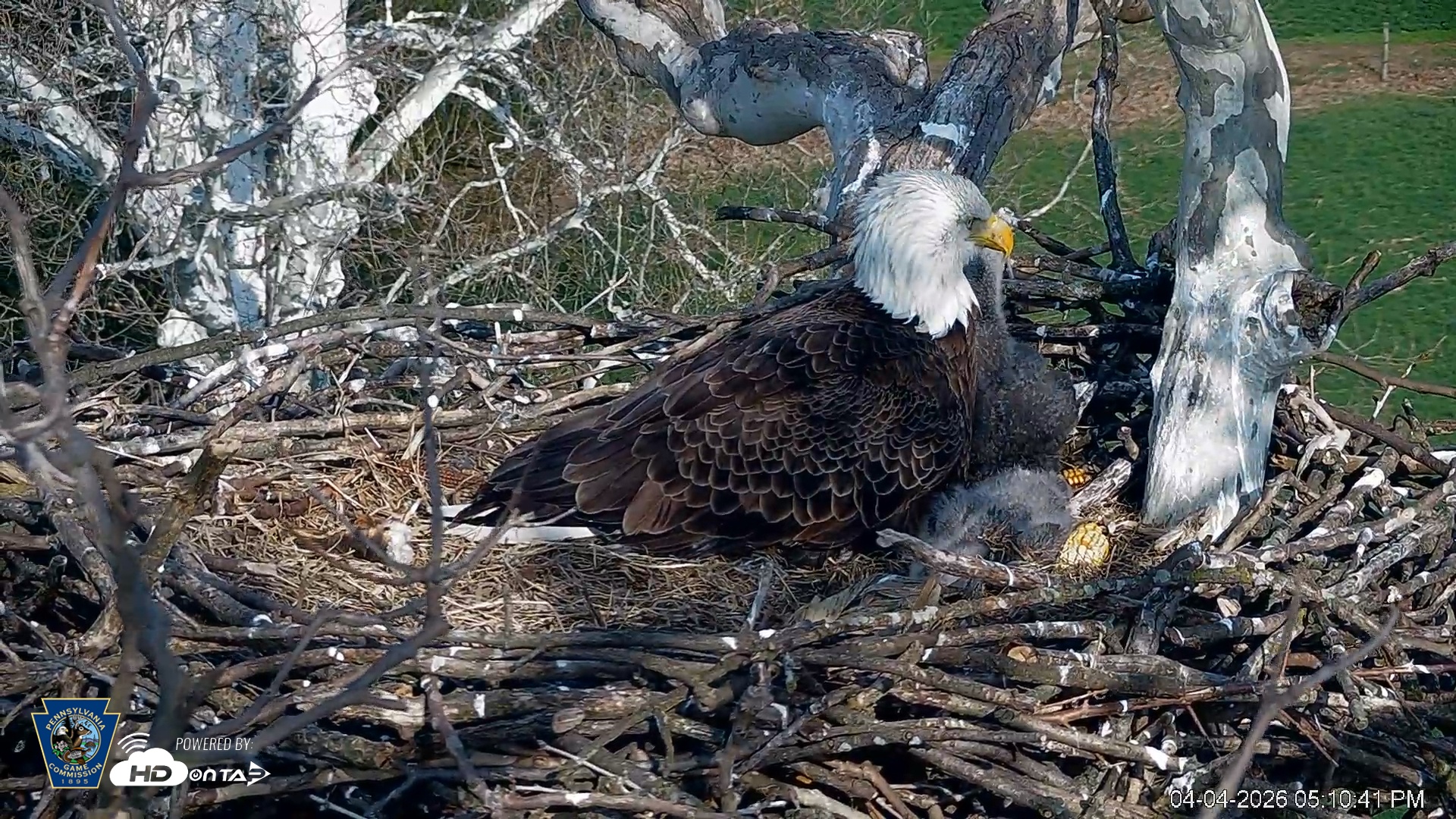 Snapshot of PA Farm Country Eagles Live Cams taken Apr 4, 2026, 5:11pm EDT