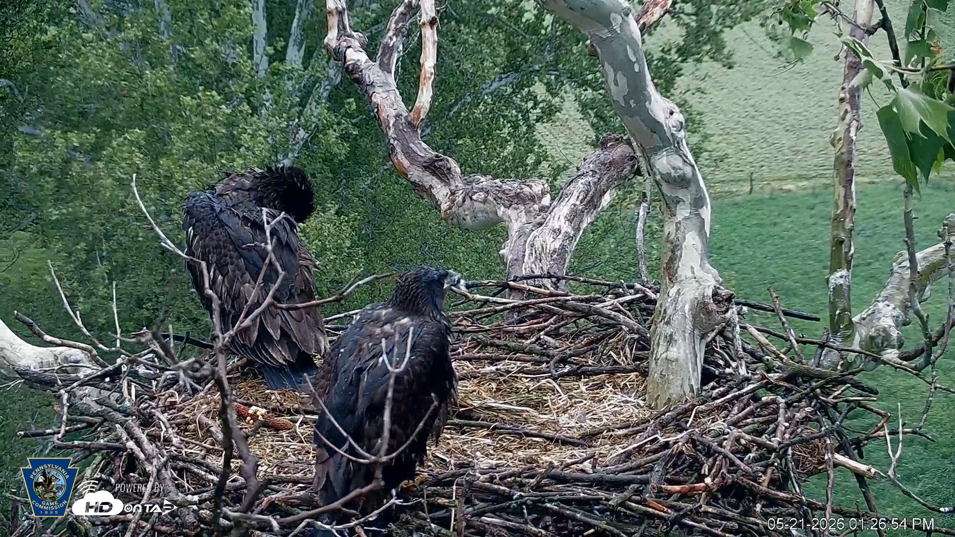 Snapshot of PA Farm Country Eagles Live Cams taken May 21, 2026, 1:27pm EDT