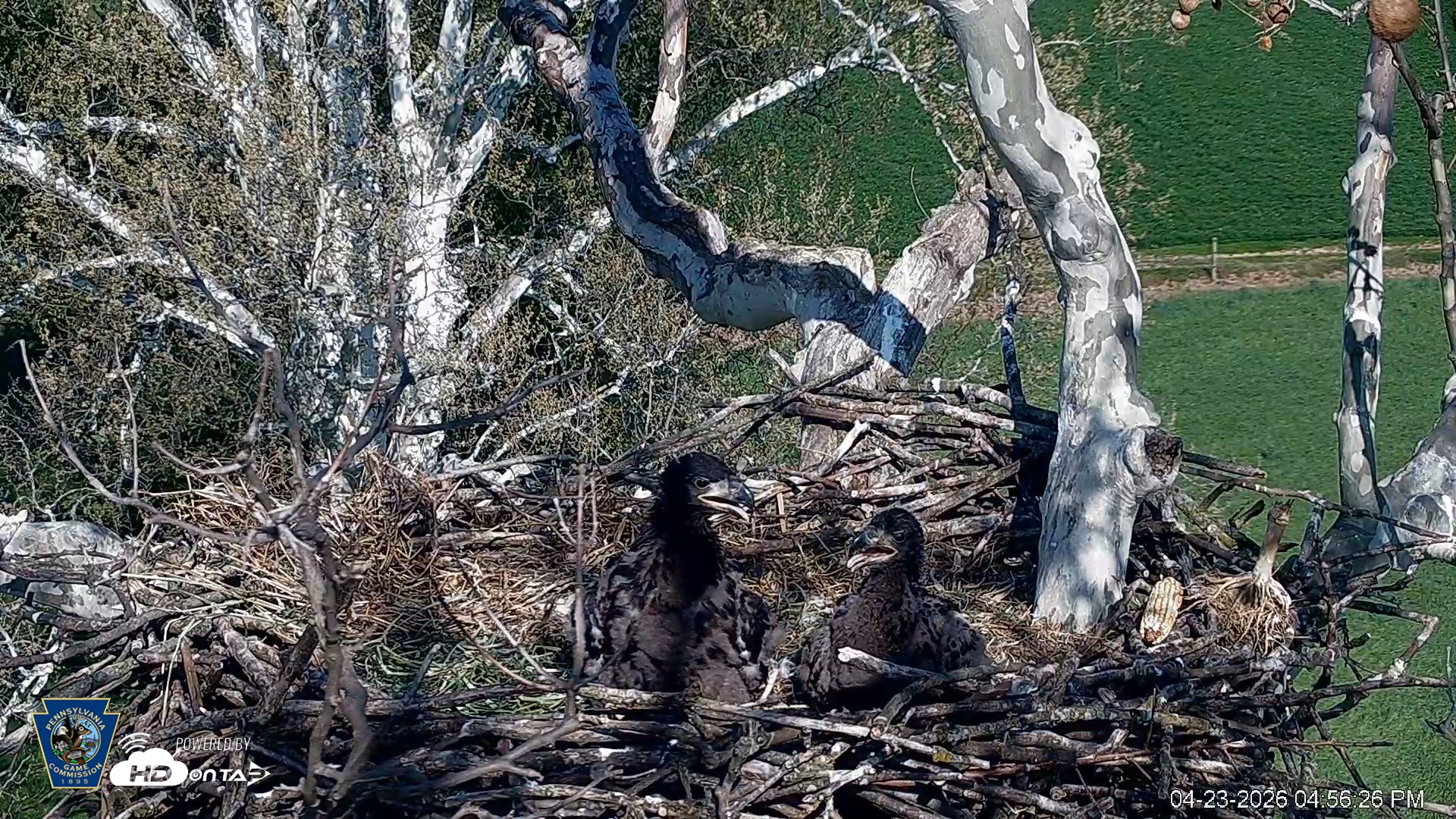 Snapshot of PA Farm Country Eagles Live Cams taken Apr 23, 2026, 4:57pm EDT