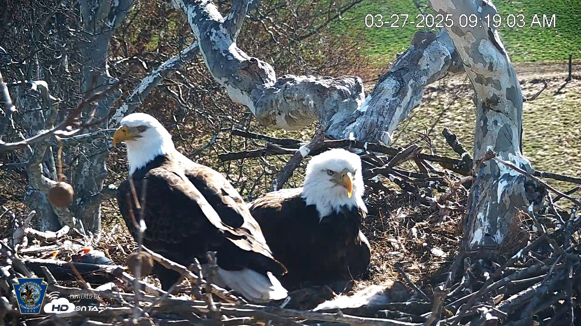 Snapshot of PA Farm Country Eagles Live Cams taken Mar 27, 2025, 9:19am EDT