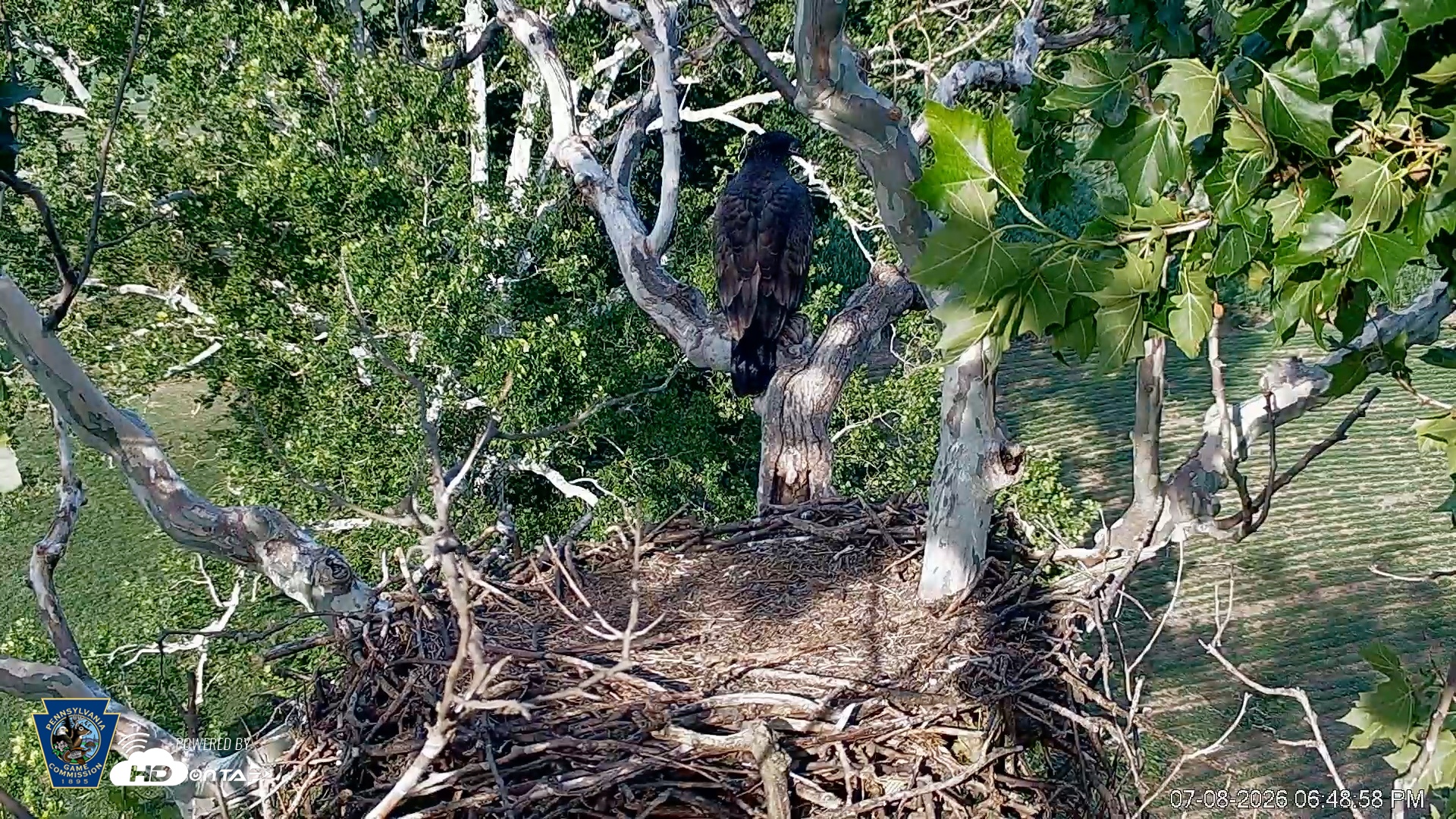 Snapshot of PA Farm Country Eagles Live Cams taken Jul 8, 2026, 6:50pm EDT
