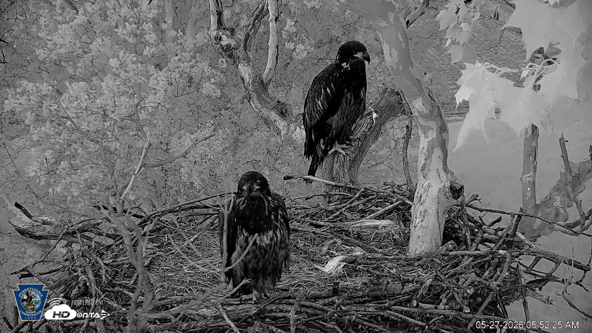 Snapshot of PA Farm Country Eagles Live Cams taken May 27, 2026, 5:53am EDT