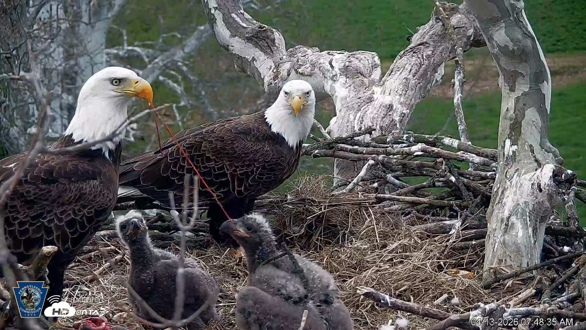 Snapshot of PA Farm Country Eagles Live Cams taken Apr 13, 2026, 7:49am EDT
