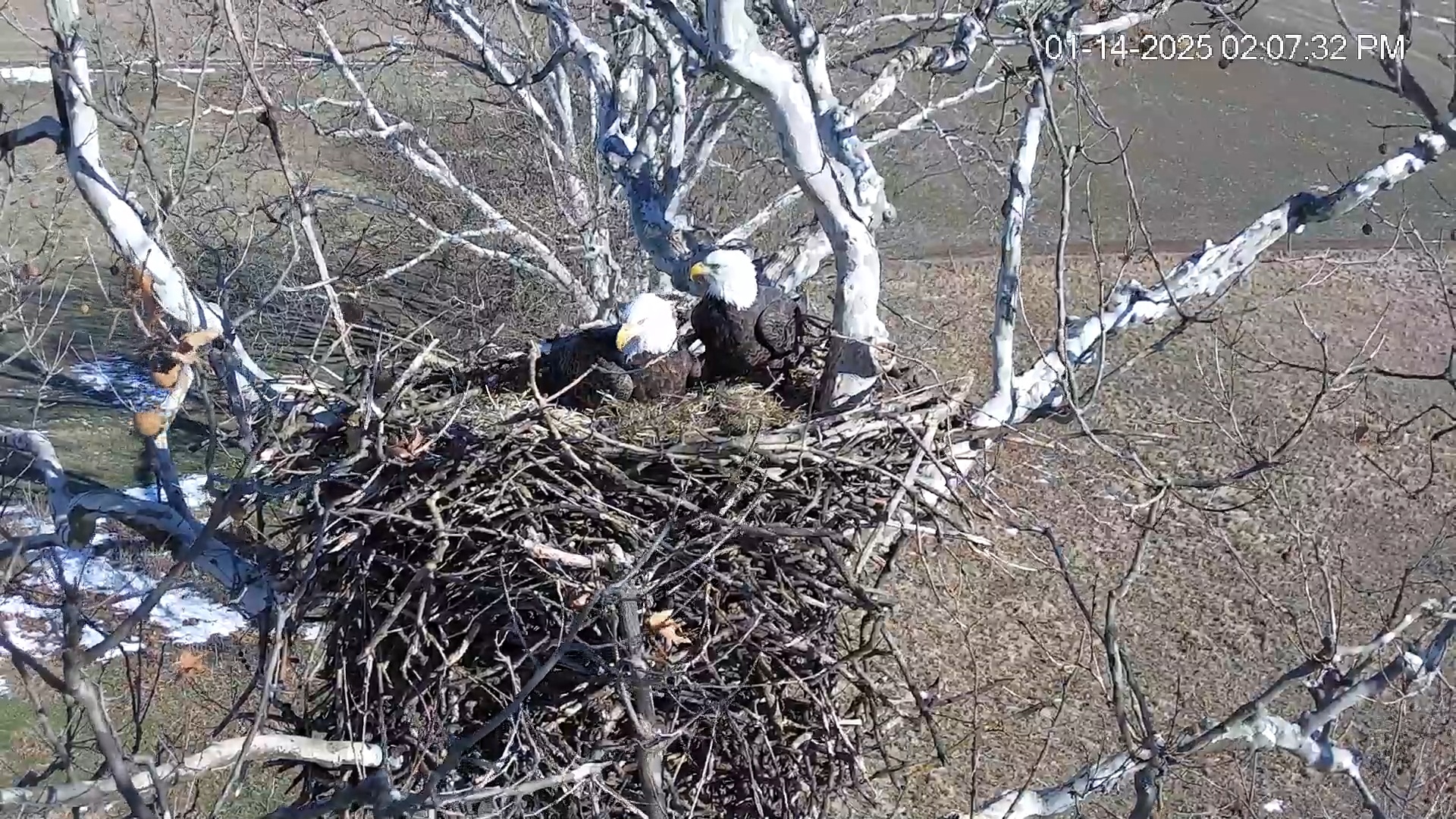 Snapshot of PA Farm Country Eagles Live Cams taken Jan 14, 2025, 2:08pm EST
