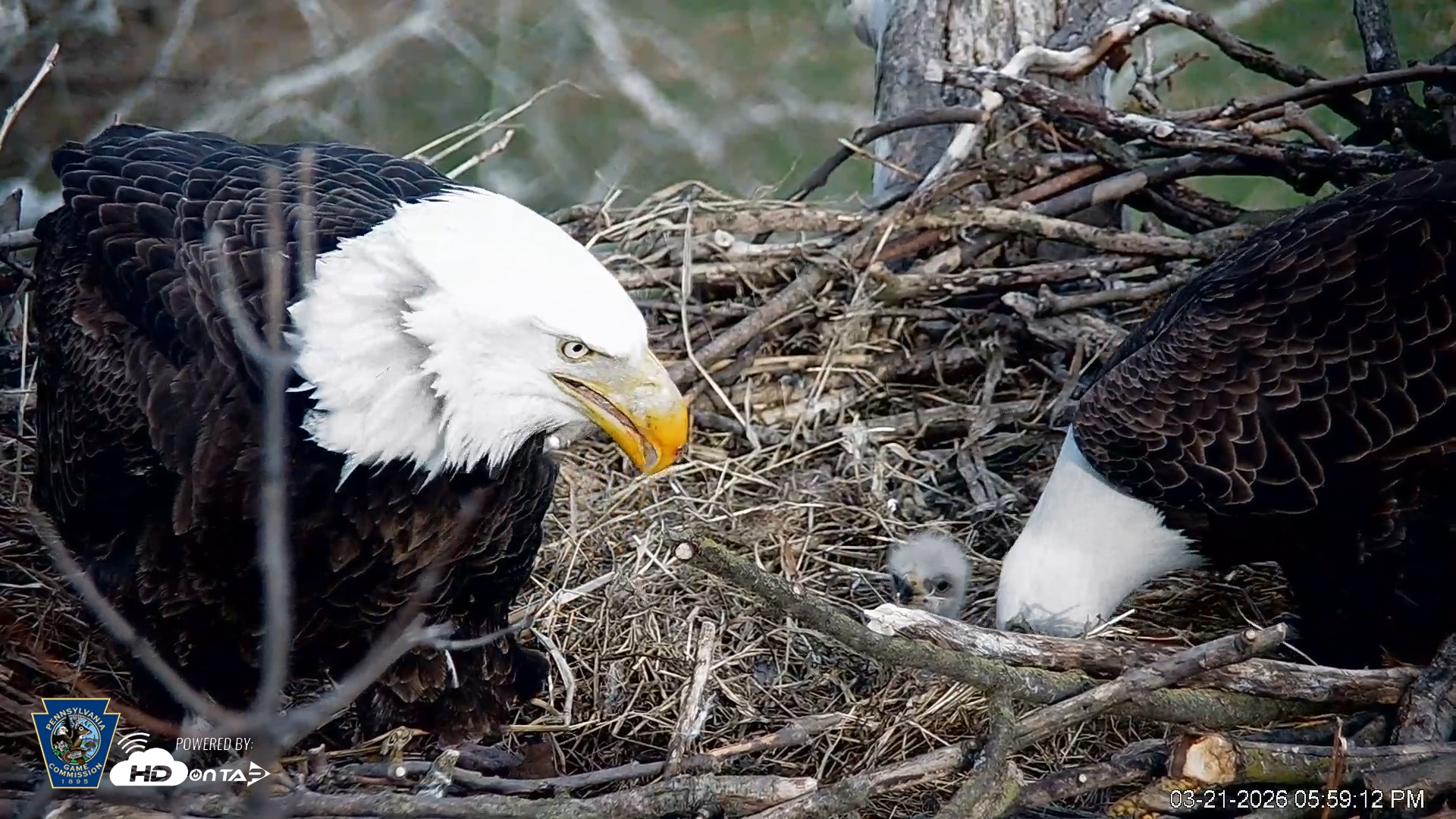 Snapshot of PA Farm Country Eagles Live Cams taken Mar 21, 2026, 5:59pm EDT